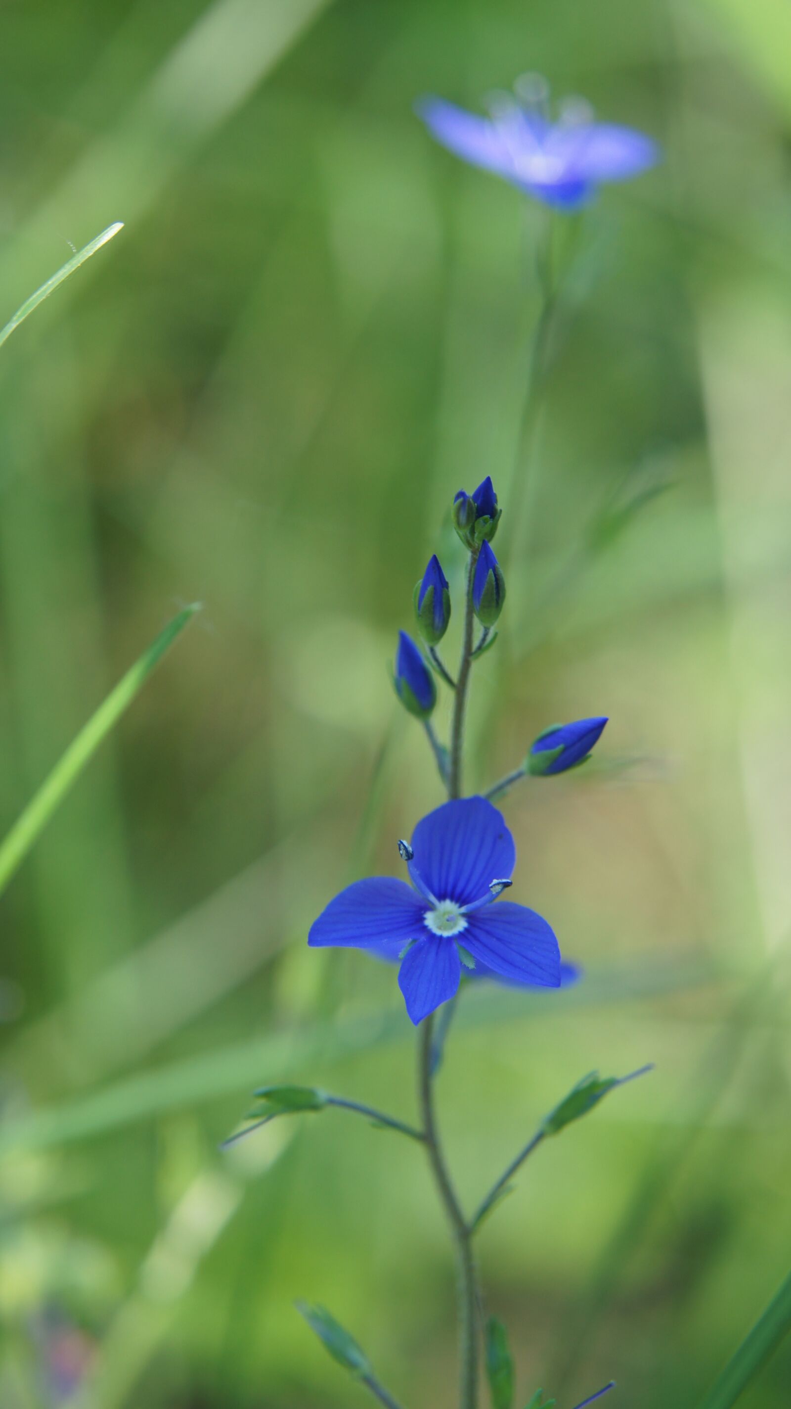 Sony SLT-A55 (SLT-A55V) + Sony DT 18-55mm F3.5-5.6 SAM sample photo. Veronica chamaedrys, wildflowers, flower photography