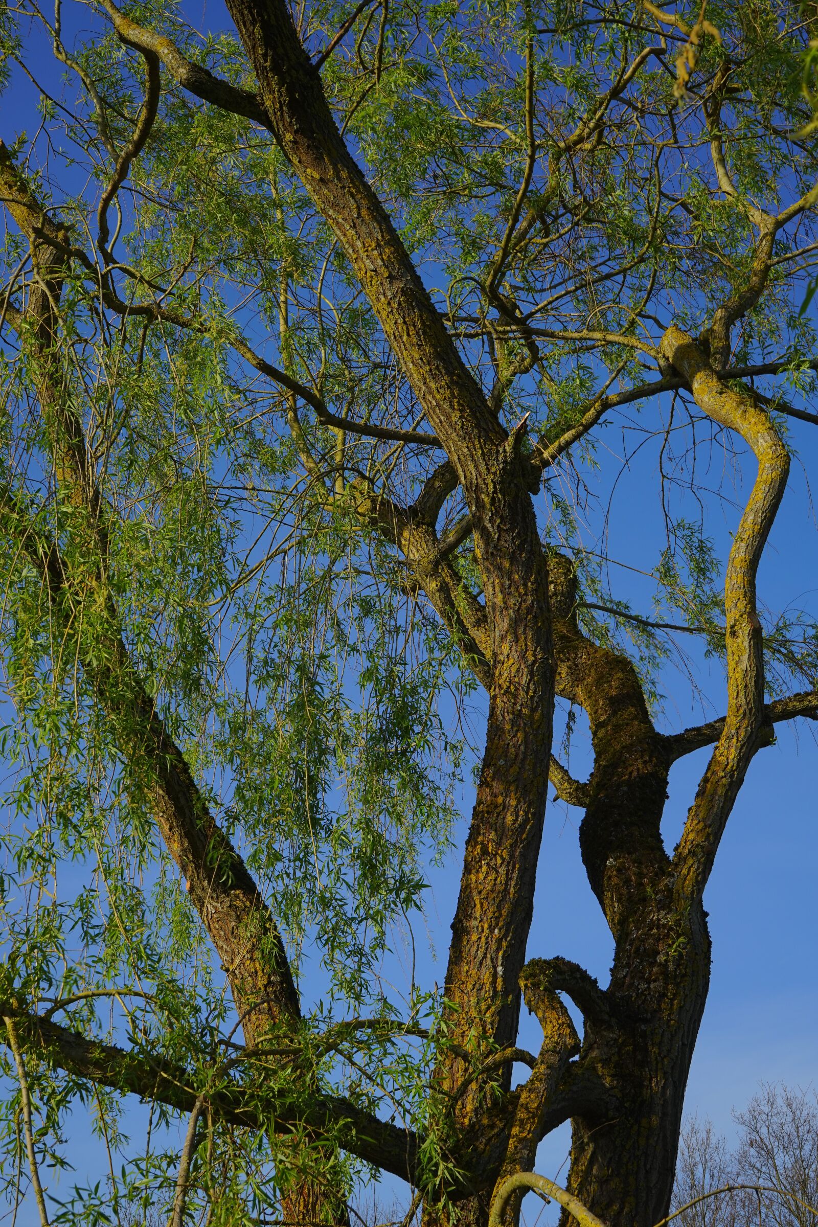 Sony a7 sample photo. Tree, log, pasture photography