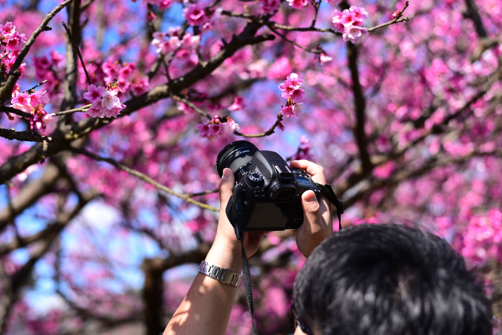 Nikon D750 sample photo. Plant, flower, cherry blossom photography