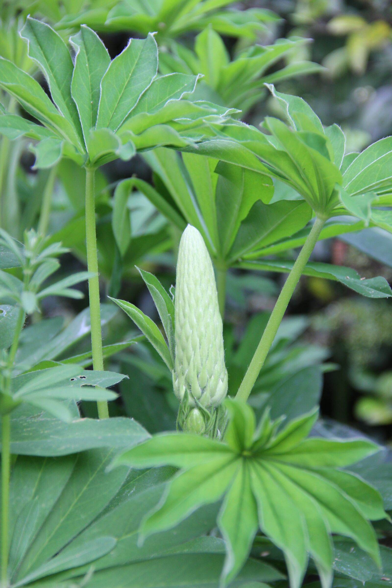 Canon EOS 550D (EOS Rebel T2i / EOS Kiss X4) sample photo. Flower, green, nature photography