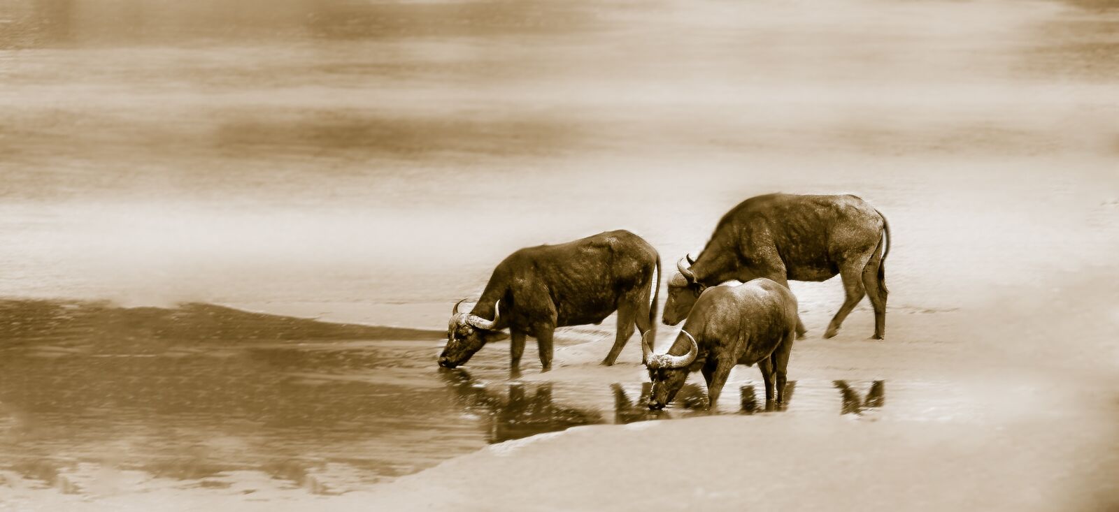 Nikon D7100 sample photo. Cape buffalo, water, river photography