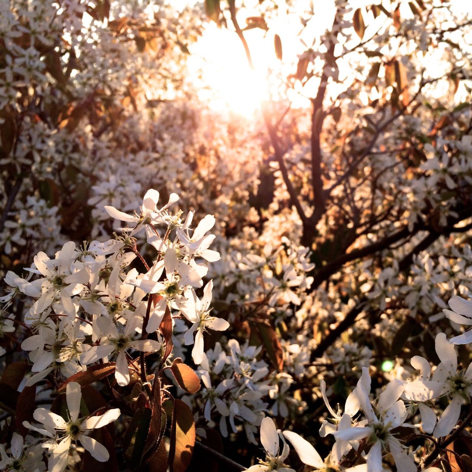 Apple iPhone 5s sample photo. Spring, blooms, tree, sunshine photography