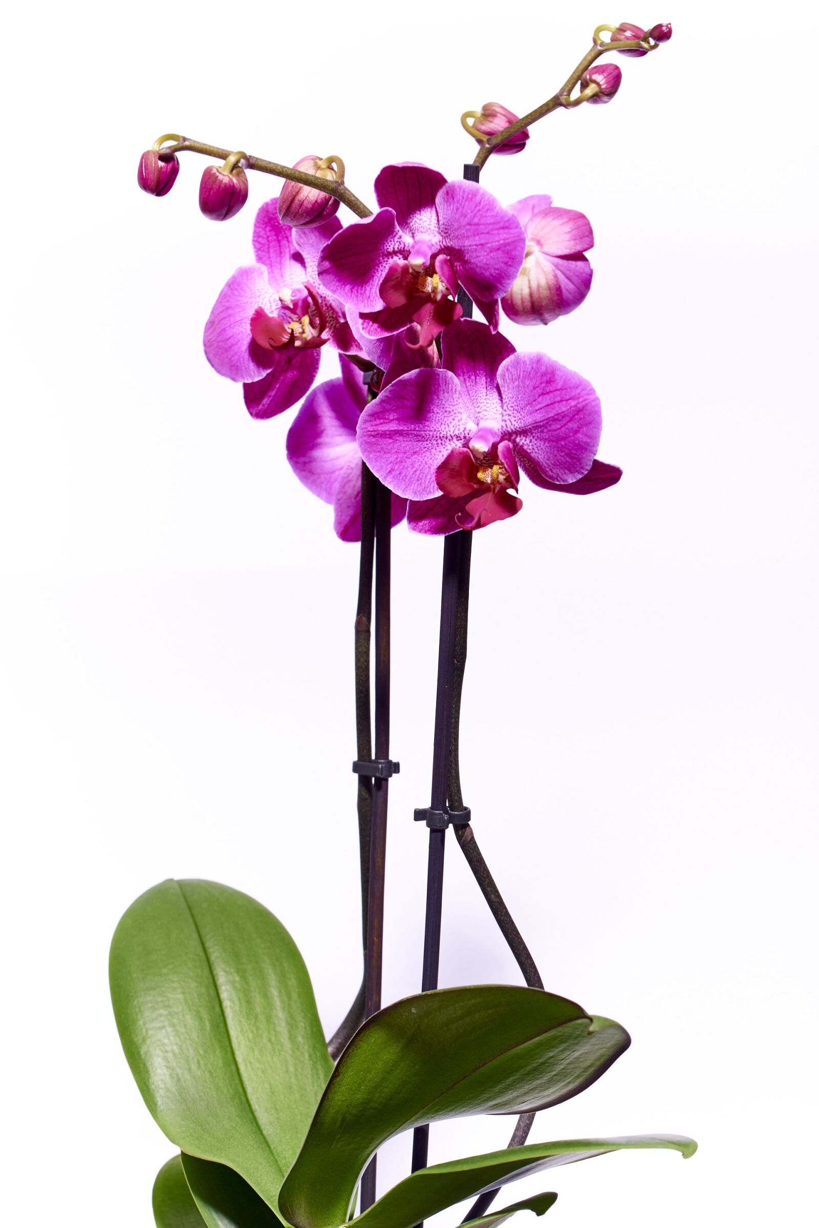 Nikon D750 sample photo. Orchid, flower, violet photography