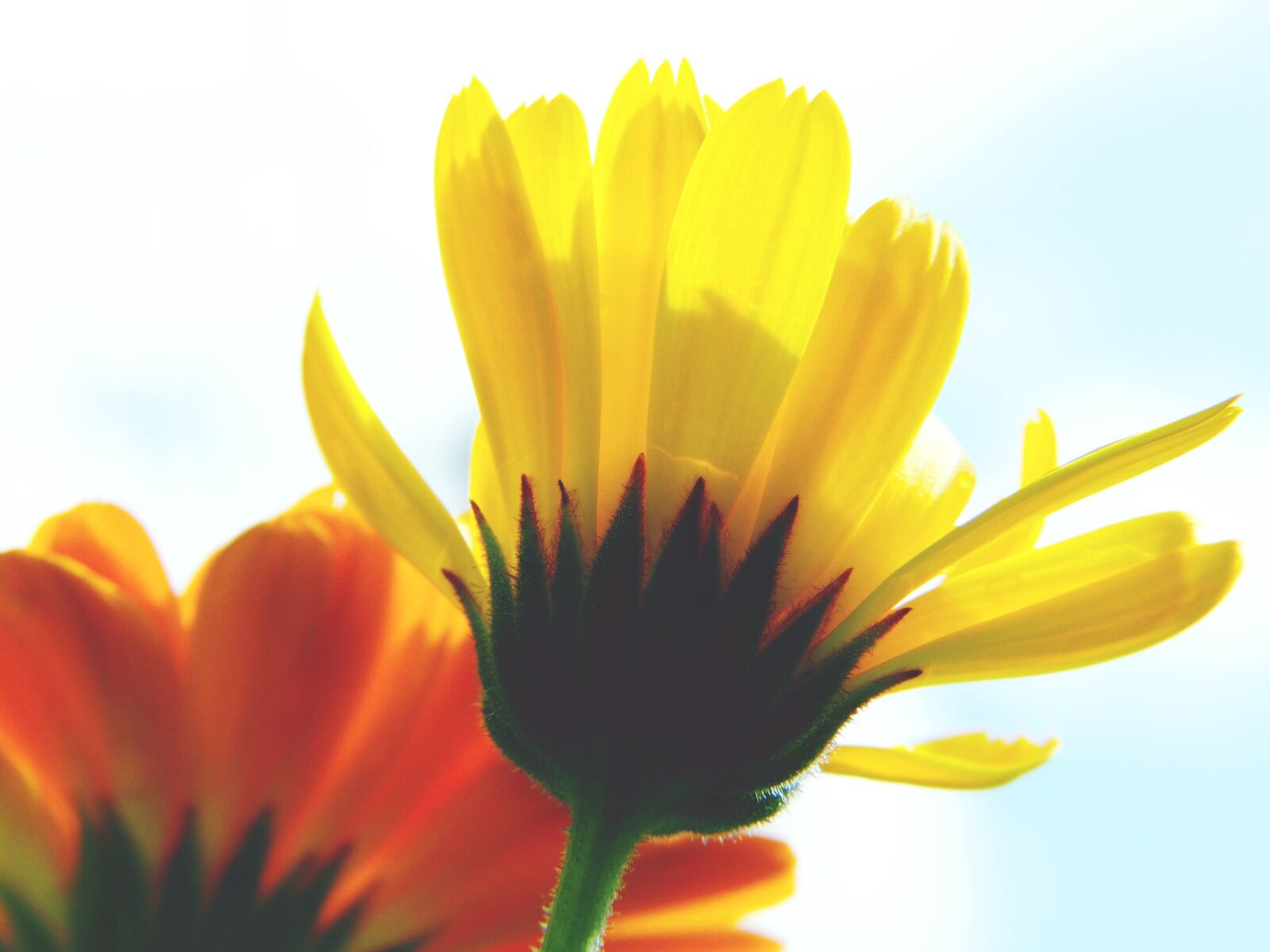 Panasonic Lumix DMC-FZ150 sample photo. Marigold, calendula, close up photography