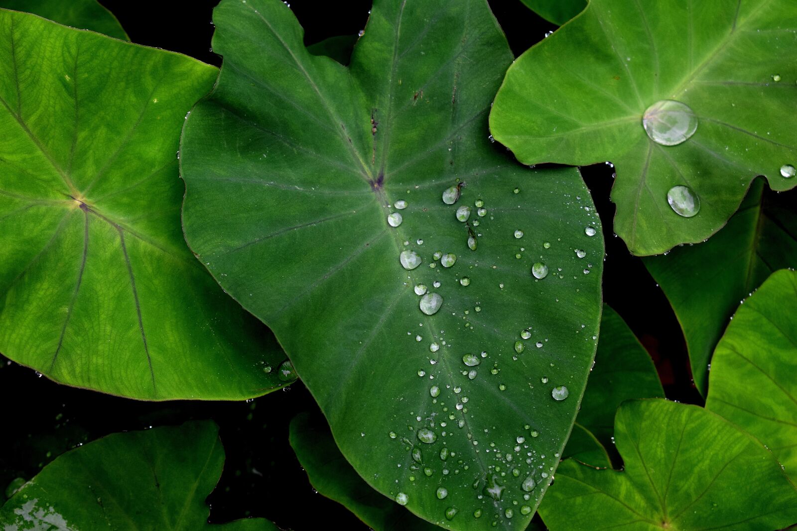 Nikon D3300 sample photo. Green, leaf, water photography
