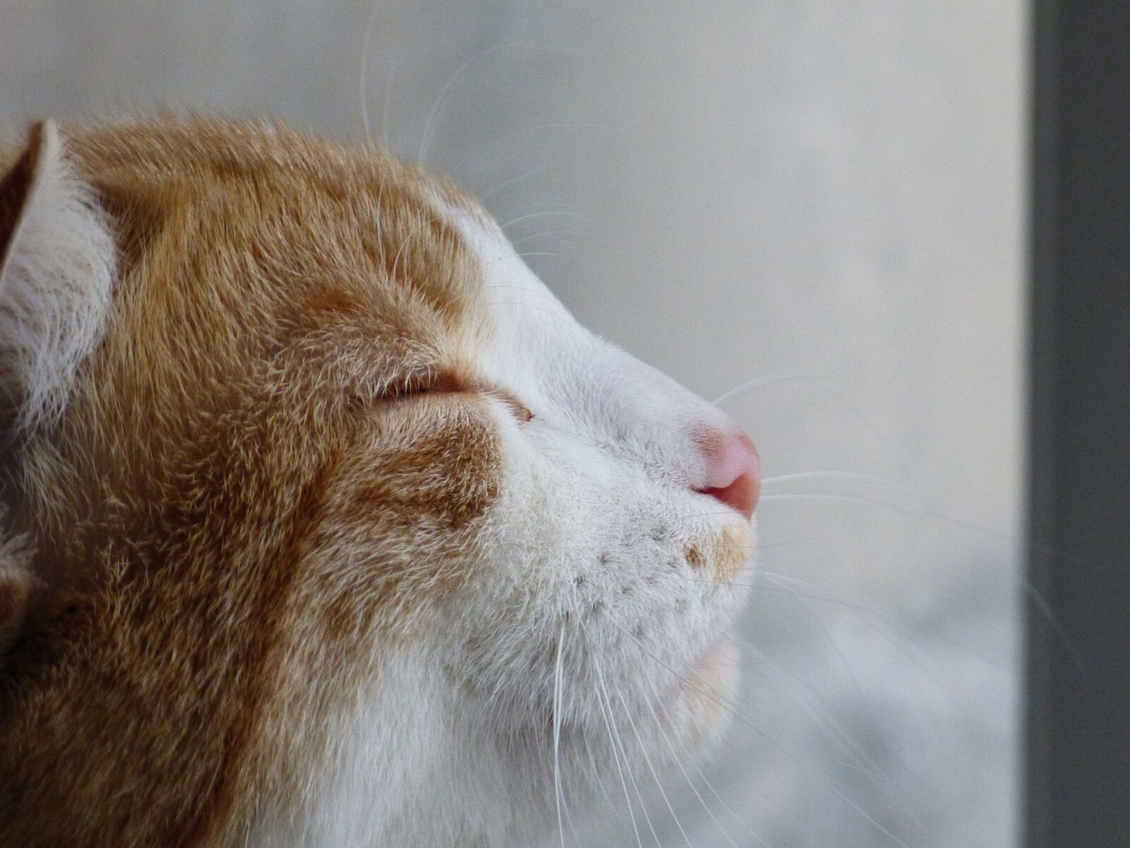 Panasonic Lumix DMC-FZ150 sample photo. Cat, zen, profile photography