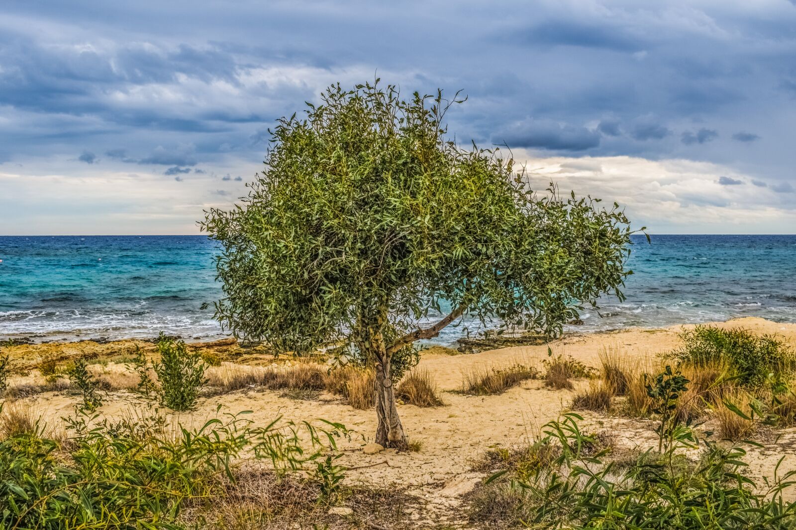 Nikon D3300 sample photo. Tree, dunes, sea photography