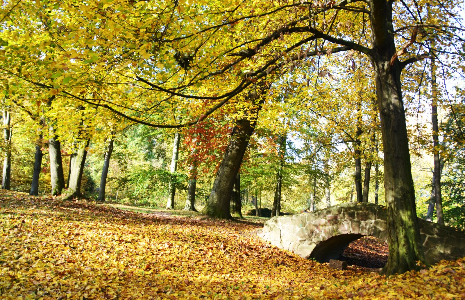 Nikon D3100 sample photo. Autumn, leaves, bridge photography