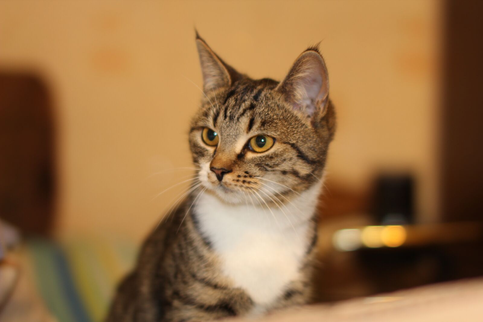Canon EOS 60D sample photo. Cat, pet, the sight photography