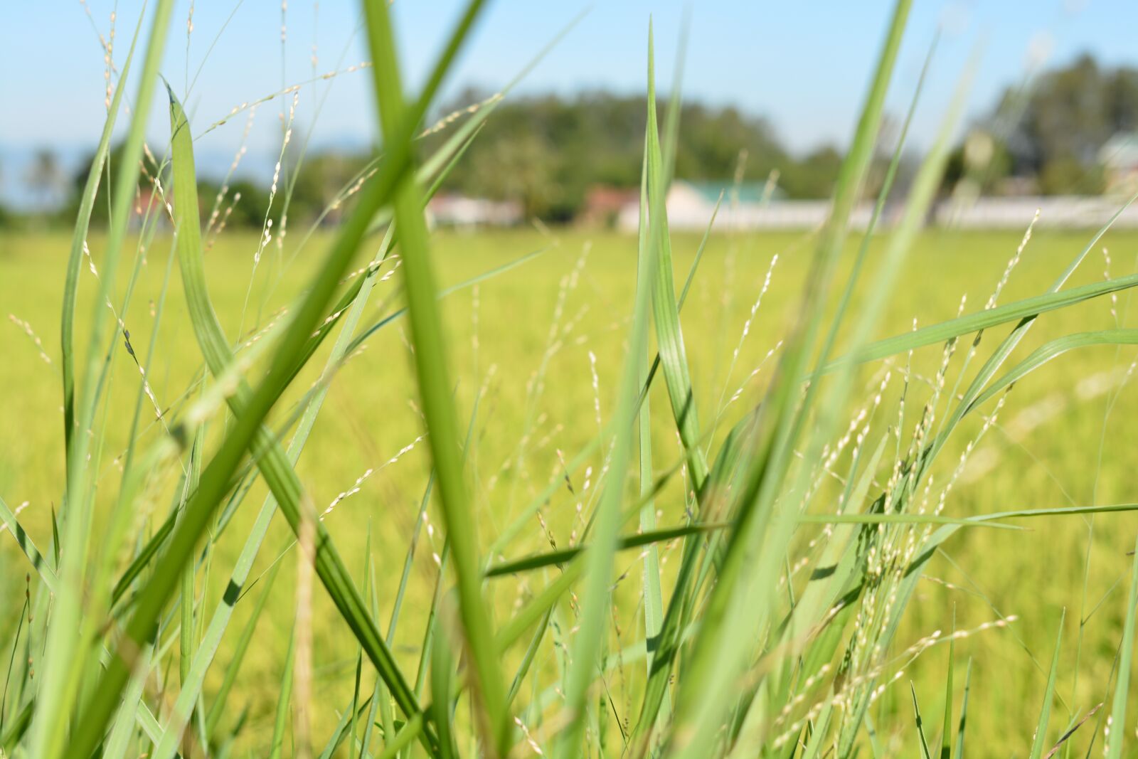 Nikon D7100 sample photo. Blur, grass home, rice photography
