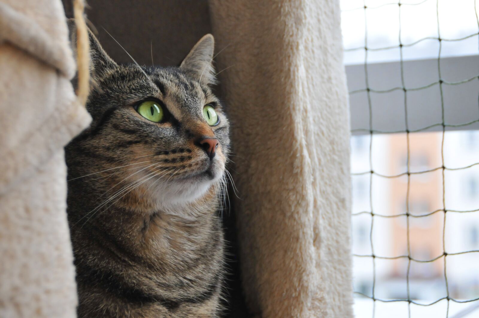 Nikon D300 sample photo. Cat, looks, cat's eyes photography