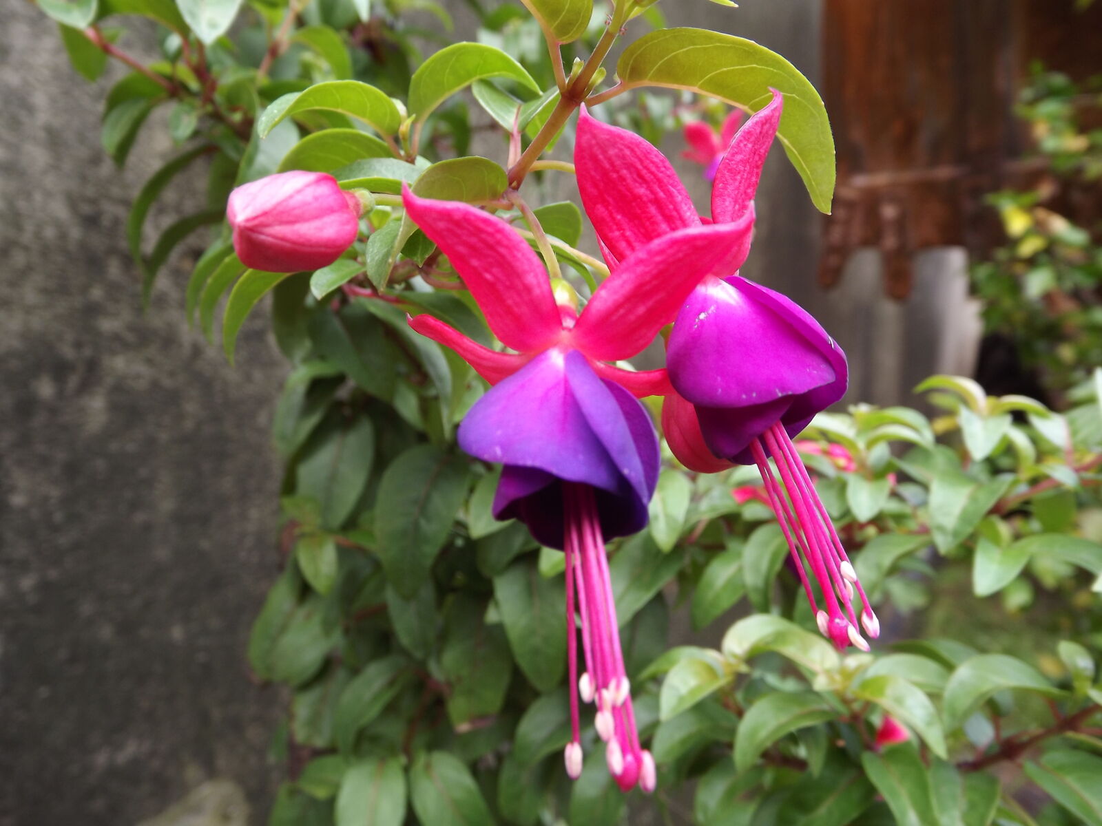 FujiFilm FinePix S4000 (FinePix S4050) sample photo