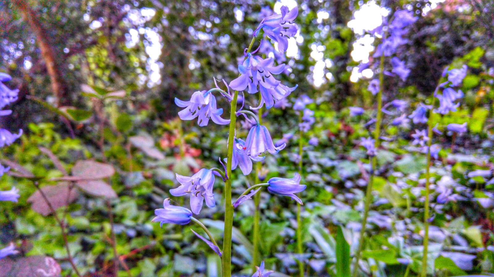 LG G4 sample photo. Bluebells, flowers, southampton photography