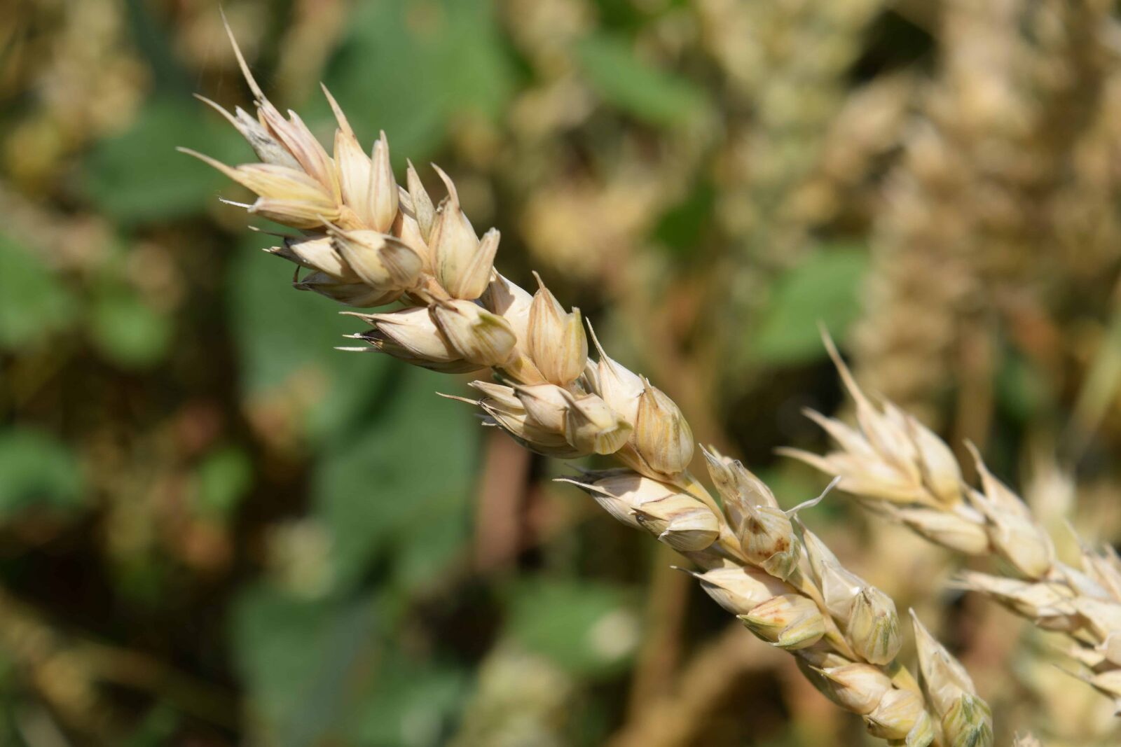 Nikon D3300 sample photo. Daylight, nature, agriculture, field photography