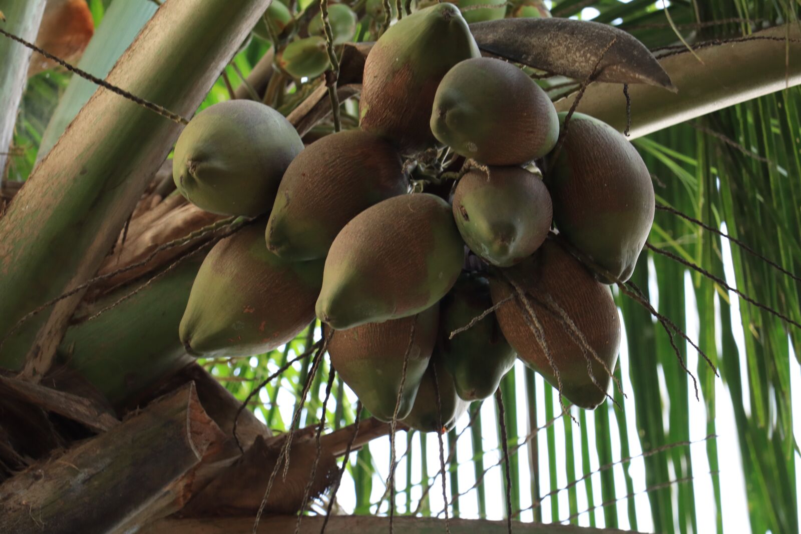 Canon EOS 250D (EOS Rebel SL3 / EOS Kiss X10 / EOS 200D II) sample photo. Kerala, palm tree, coconut photography