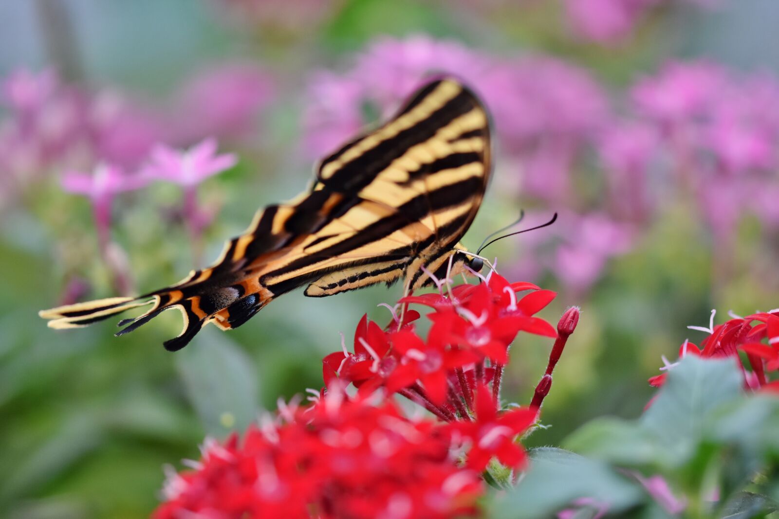 Nikon D7200 sample photo. Schwalbenschw nzchen, butterfly, tropical photography