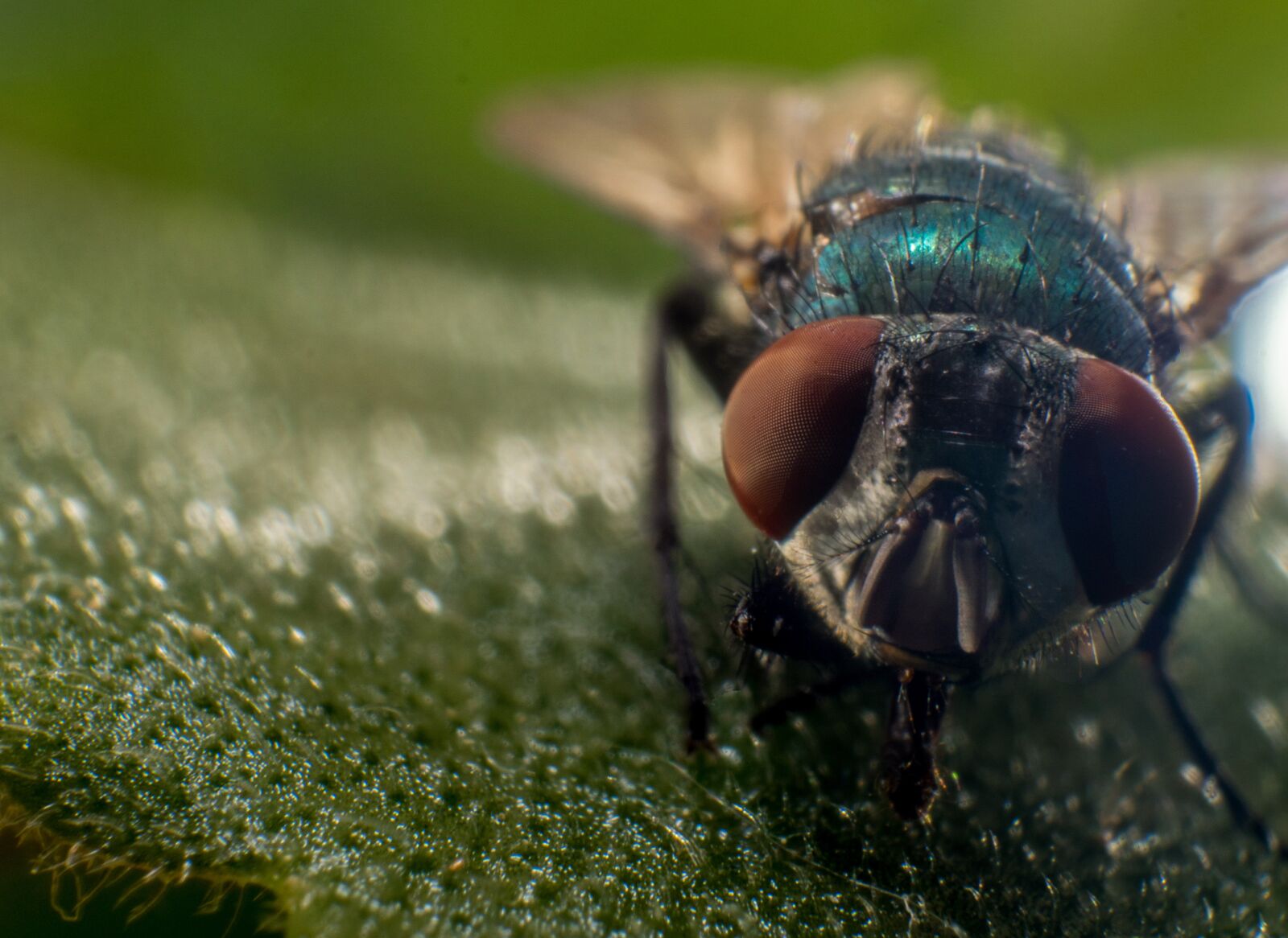 Olympus PEN E-PL7 sample photo. Fly, macro, nature photography
