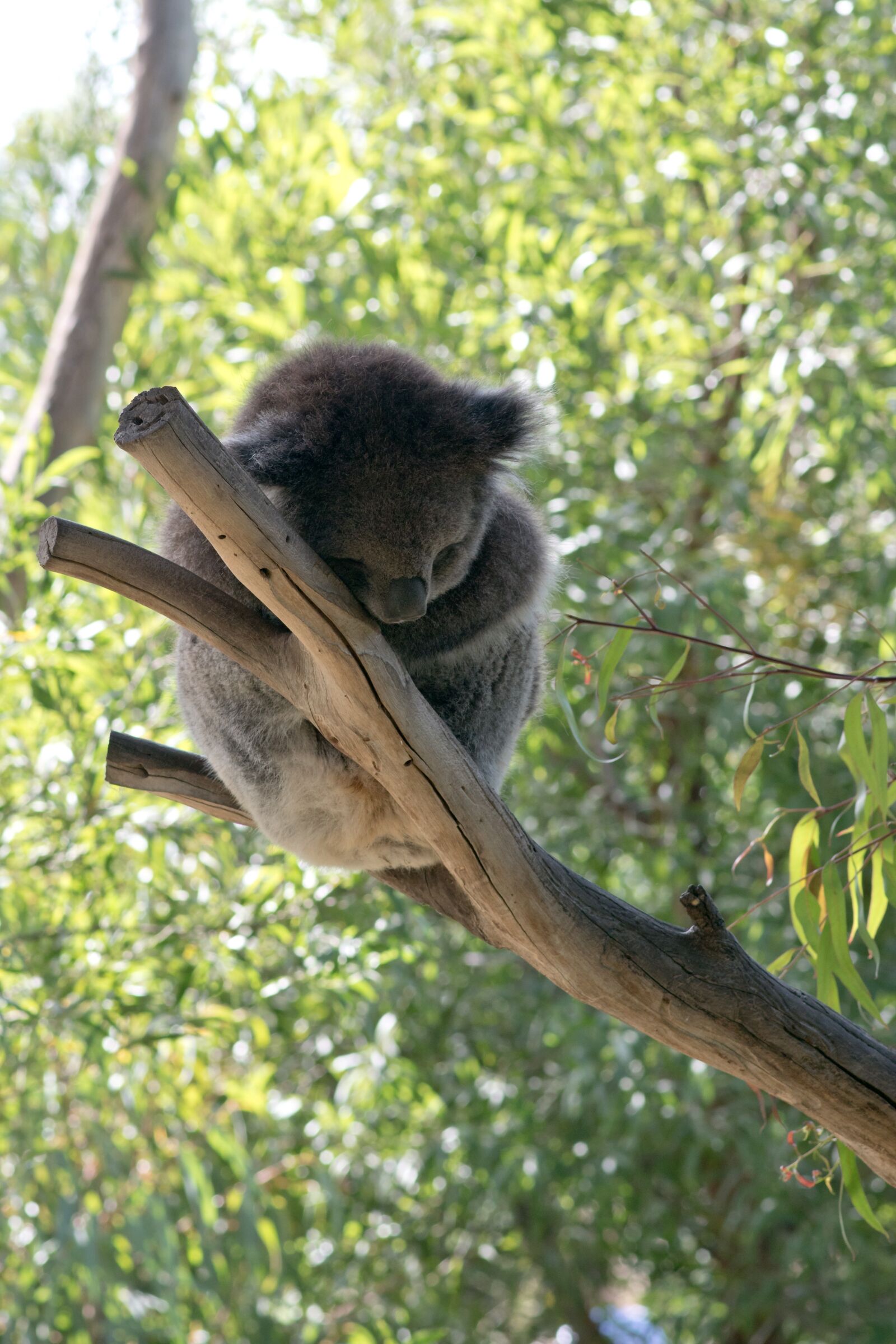 Nikon D5500 sample photo. Koala, koala bear, bear photography