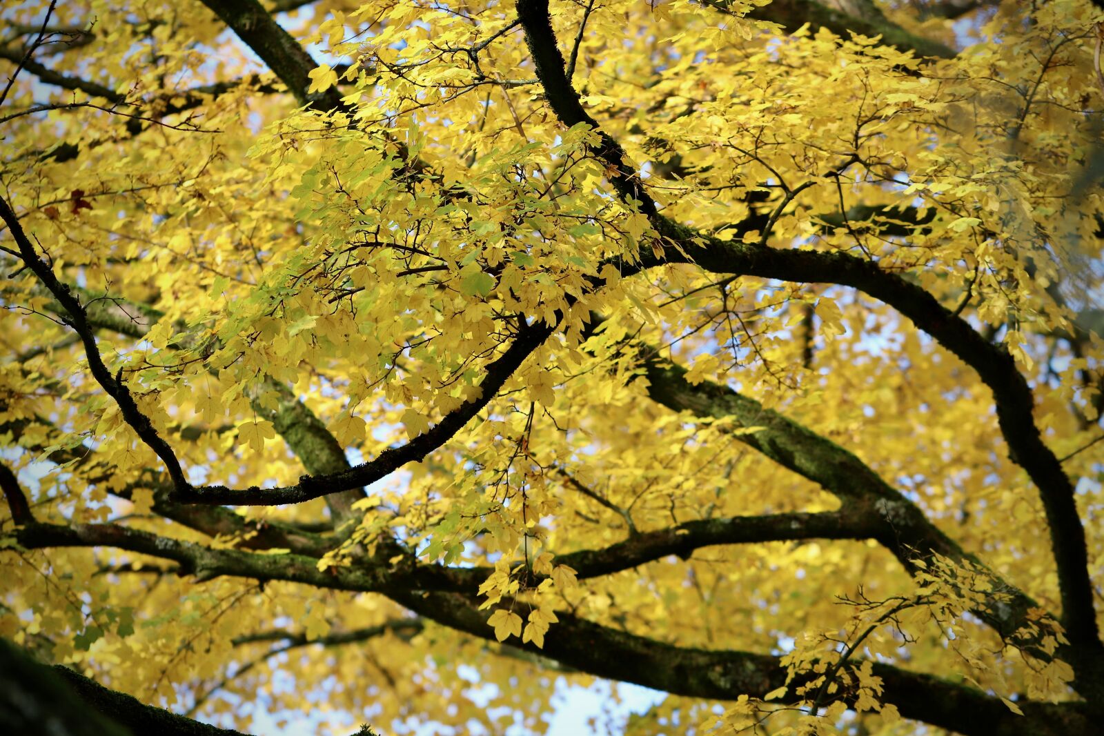 Canon EOS 800D (EOS Rebel T7i / EOS Kiss X9i) sample photo. Fall color, maple, autumn photography