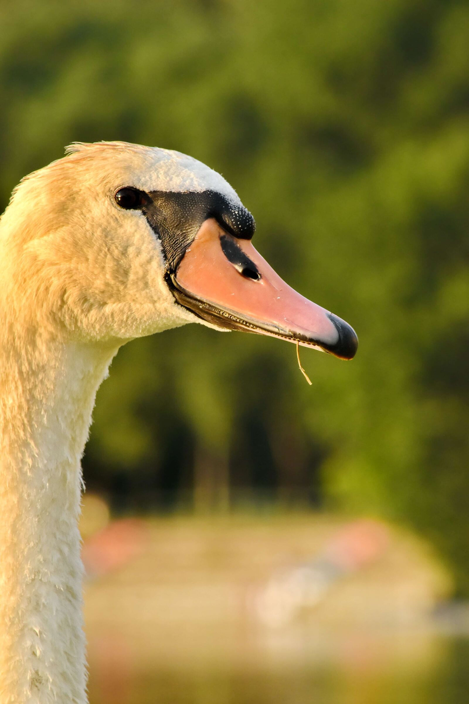 Nikon D5500 sample photo. Beak, eye, head, looking photography