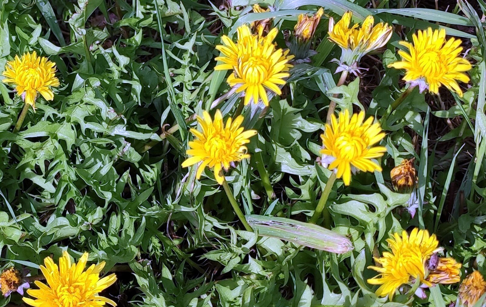 Xiaomi Mi 9T sample photo. Flowers, wild, margaritas photography