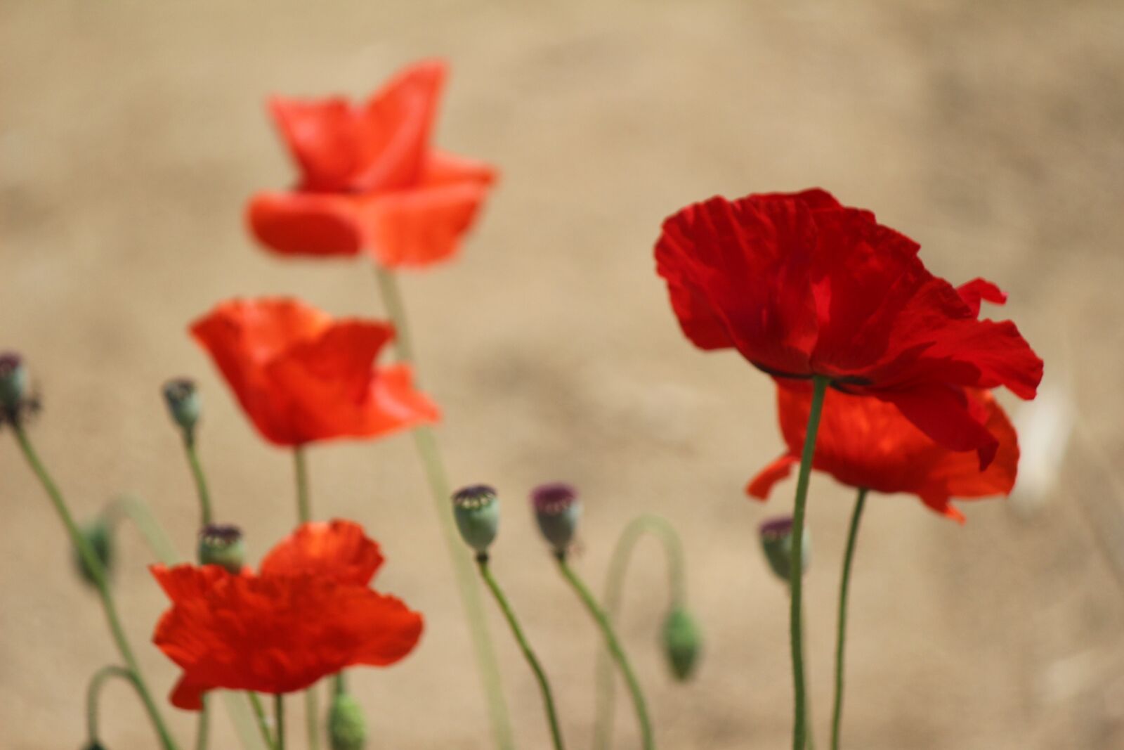 Canon EOS 100D (EOS Rebel SL1 / EOS Kiss X7) sample photo. Poppy, red, flower photography