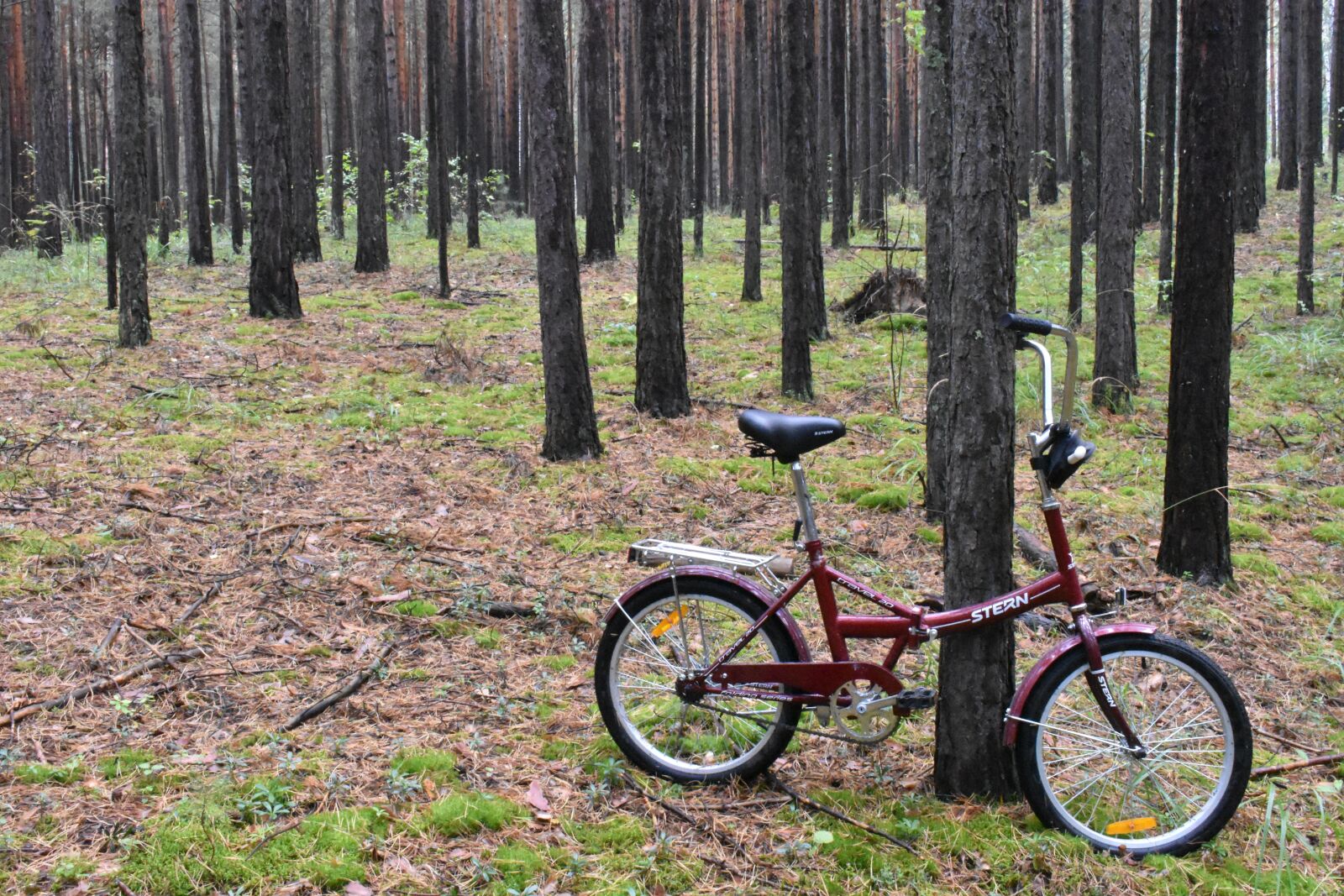 Nikon D3400 sample photo. Forest, bike, stroll photography