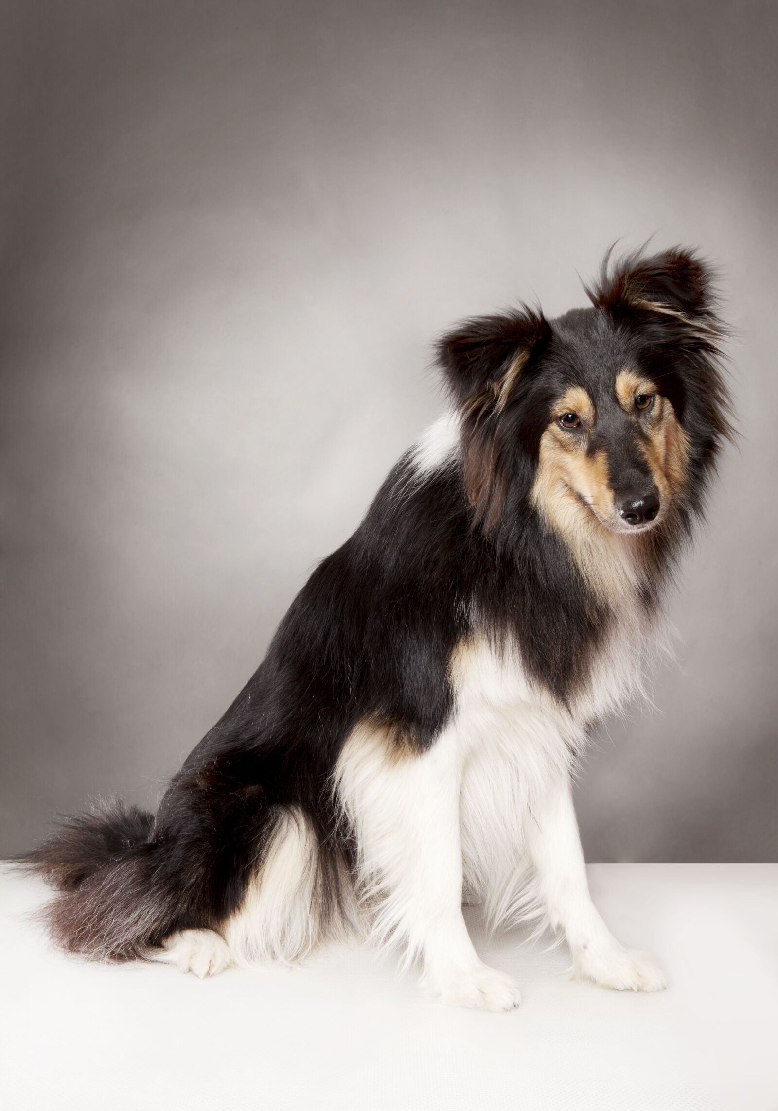 Canon EOS 5D Mark II sample photo. Farm collie, dog, collie photography