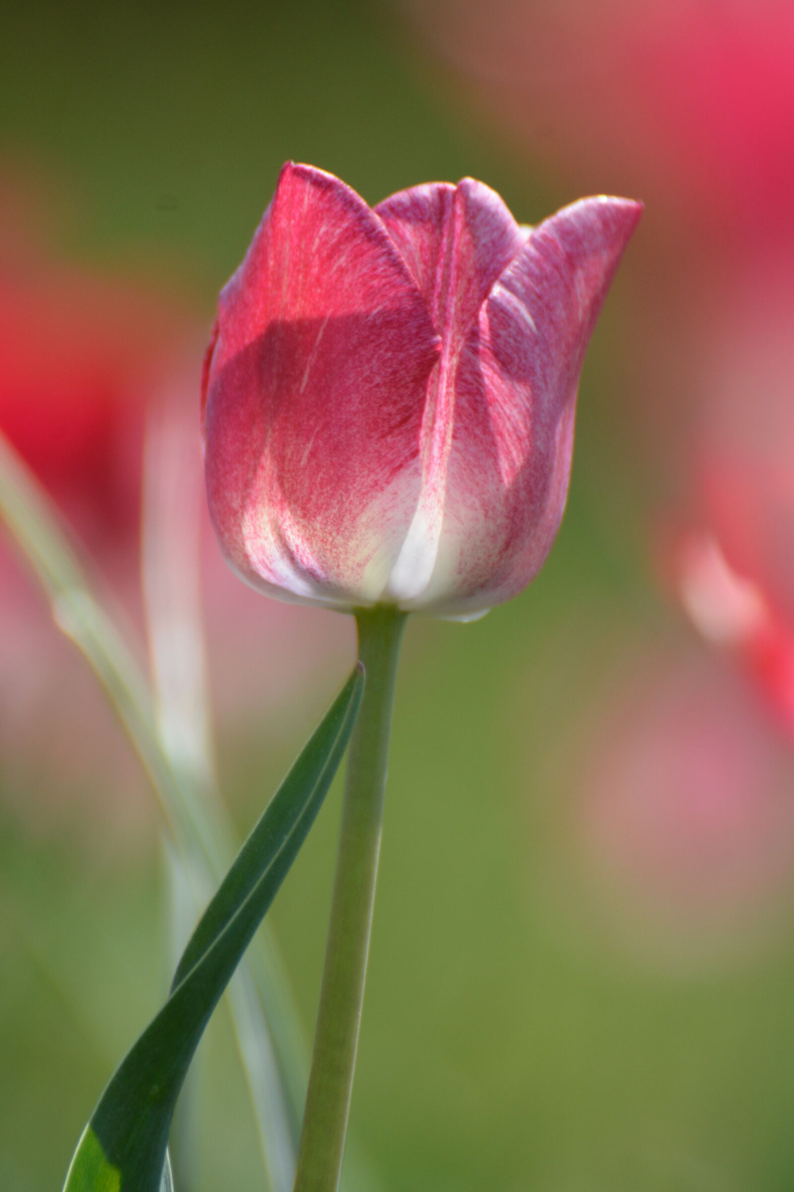 Nikon D7100 sample photo. Tulips, flower, holland photography