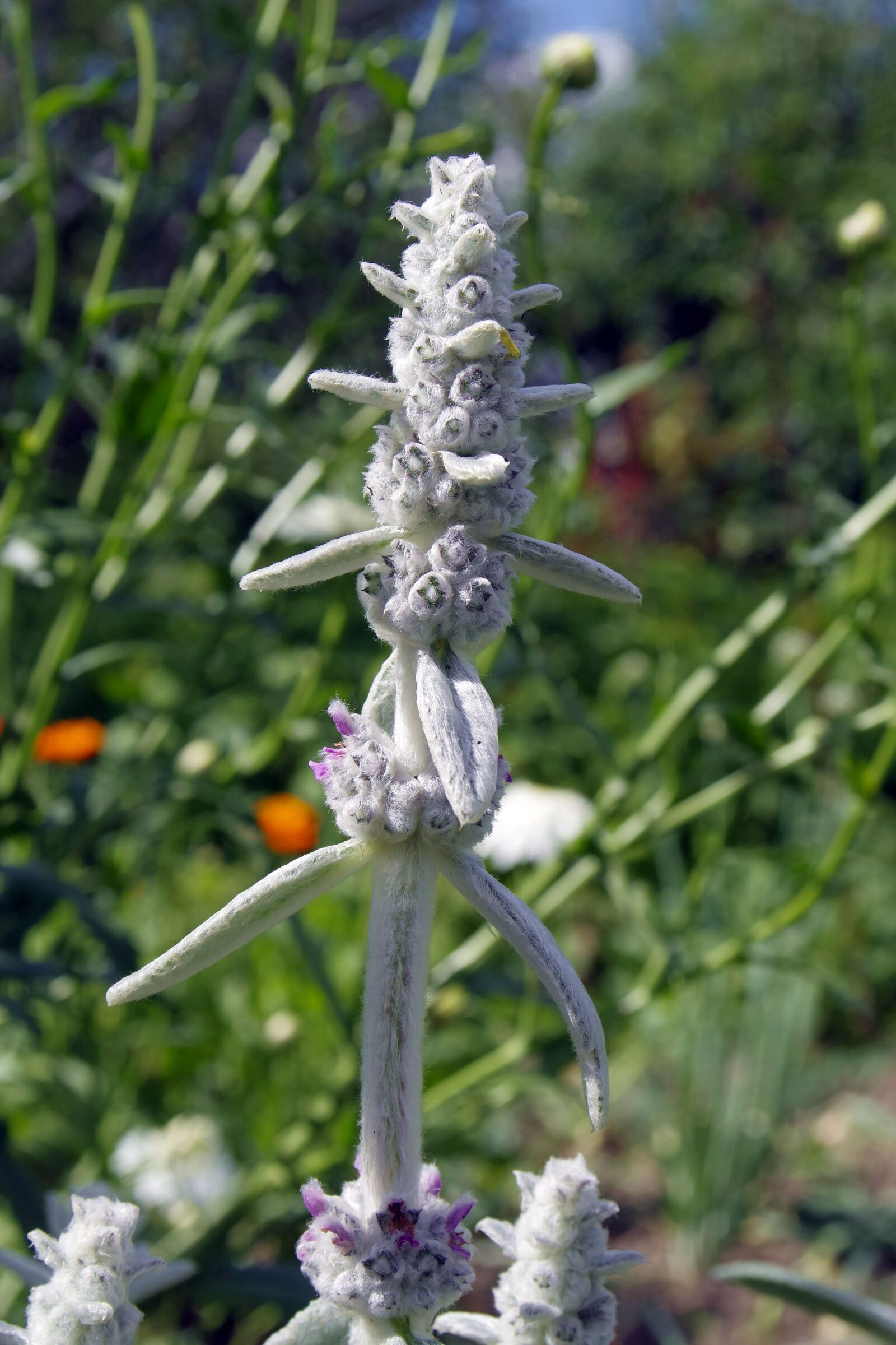 Pentax K-S2 sample photo. Gray flower, herb, garden photography
