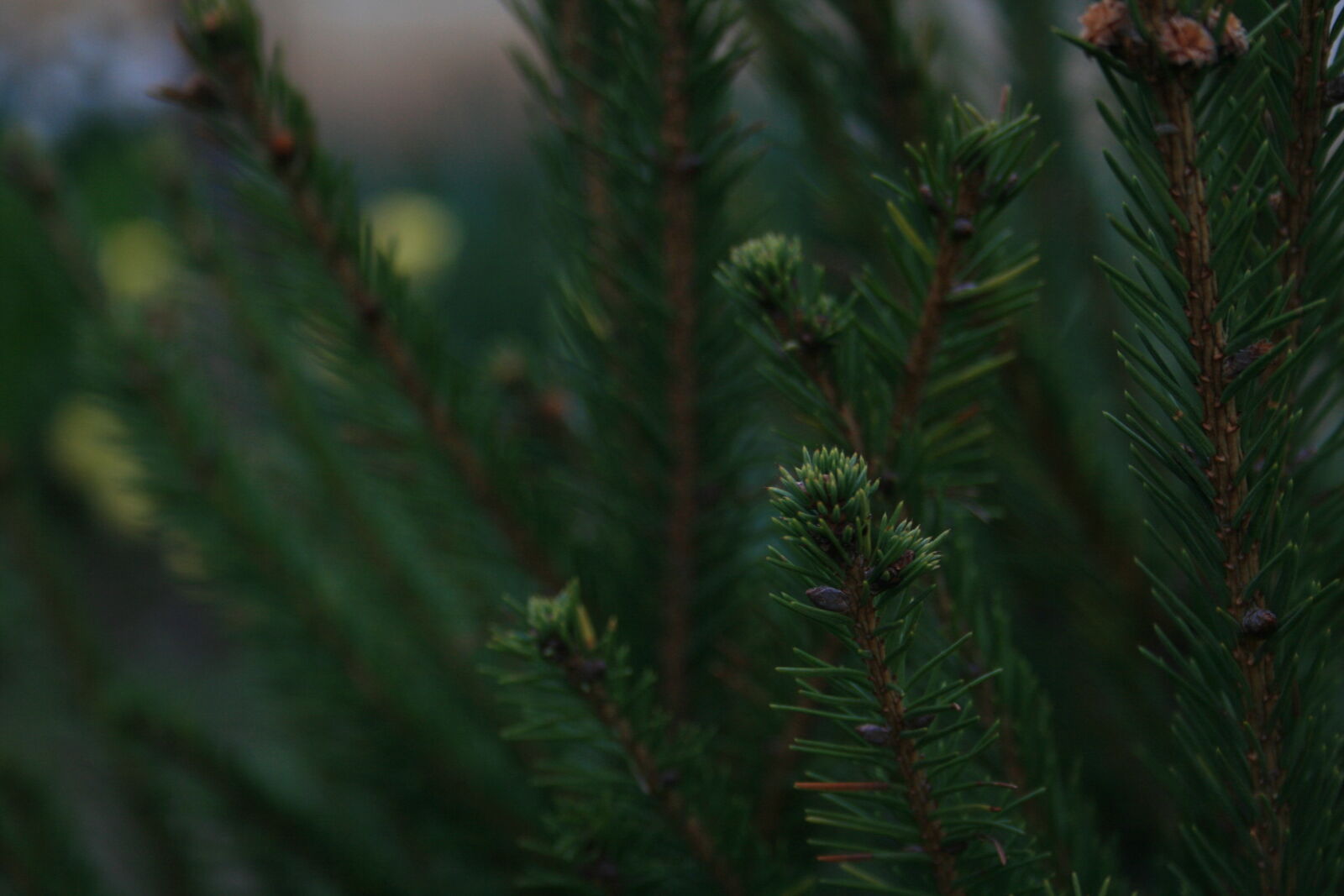 Canon EF-S 18-55mm F3.5-5.6 II sample photo. Photography photography