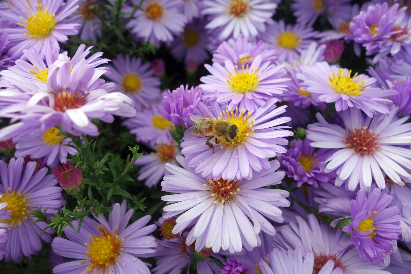 Sony Cyber-shot DSC-RX100 sample photo. Aster, bee, purple photography