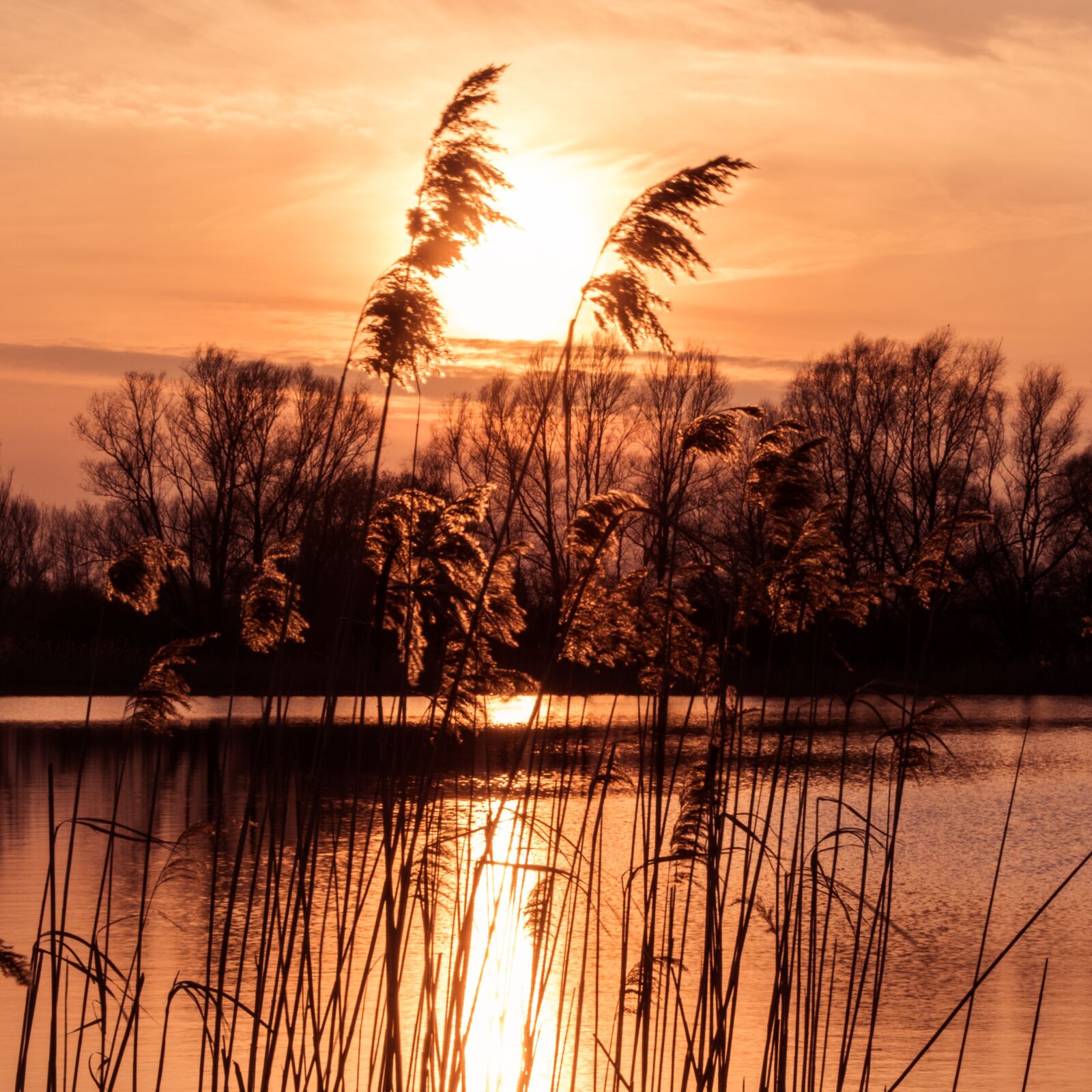 Nikon D5500 sample photo. Sunset, romantic, grasses photography