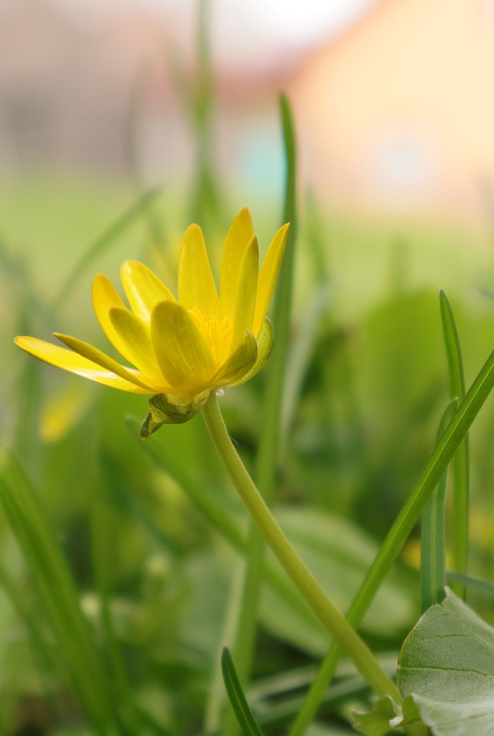 Canon EOS M50 (EOS Kiss M) sample photo