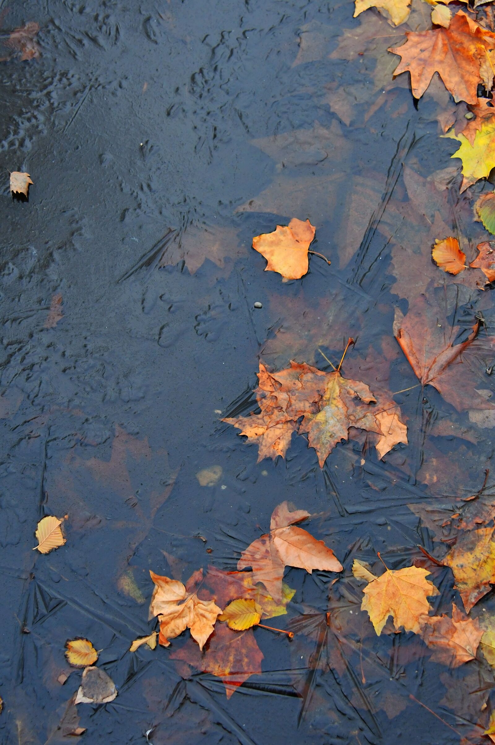 Nikon D3200 sample photo. Leaves, ice, frozen photography