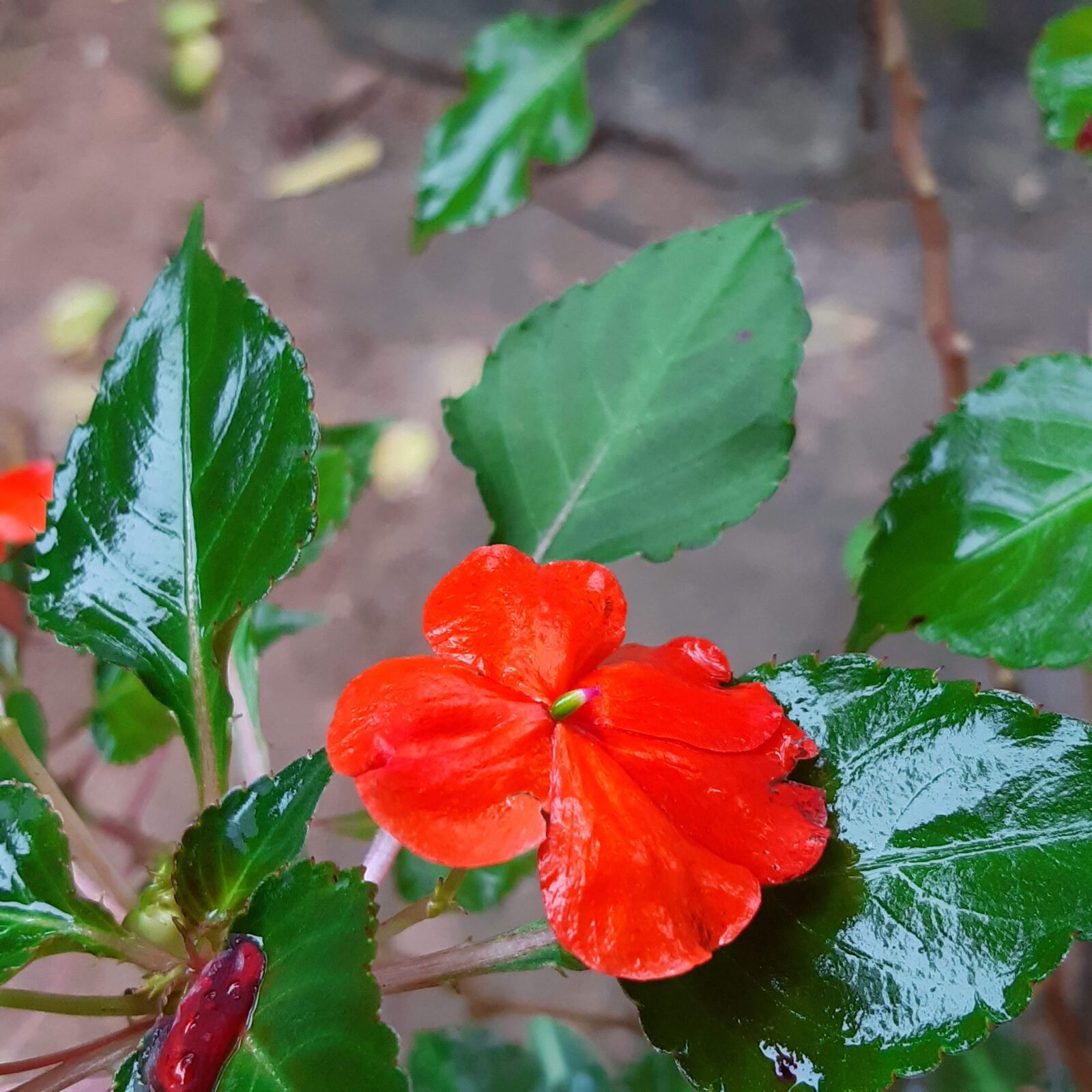Samsung Galaxy A30 sample photo. Flower, flora, blossom photography