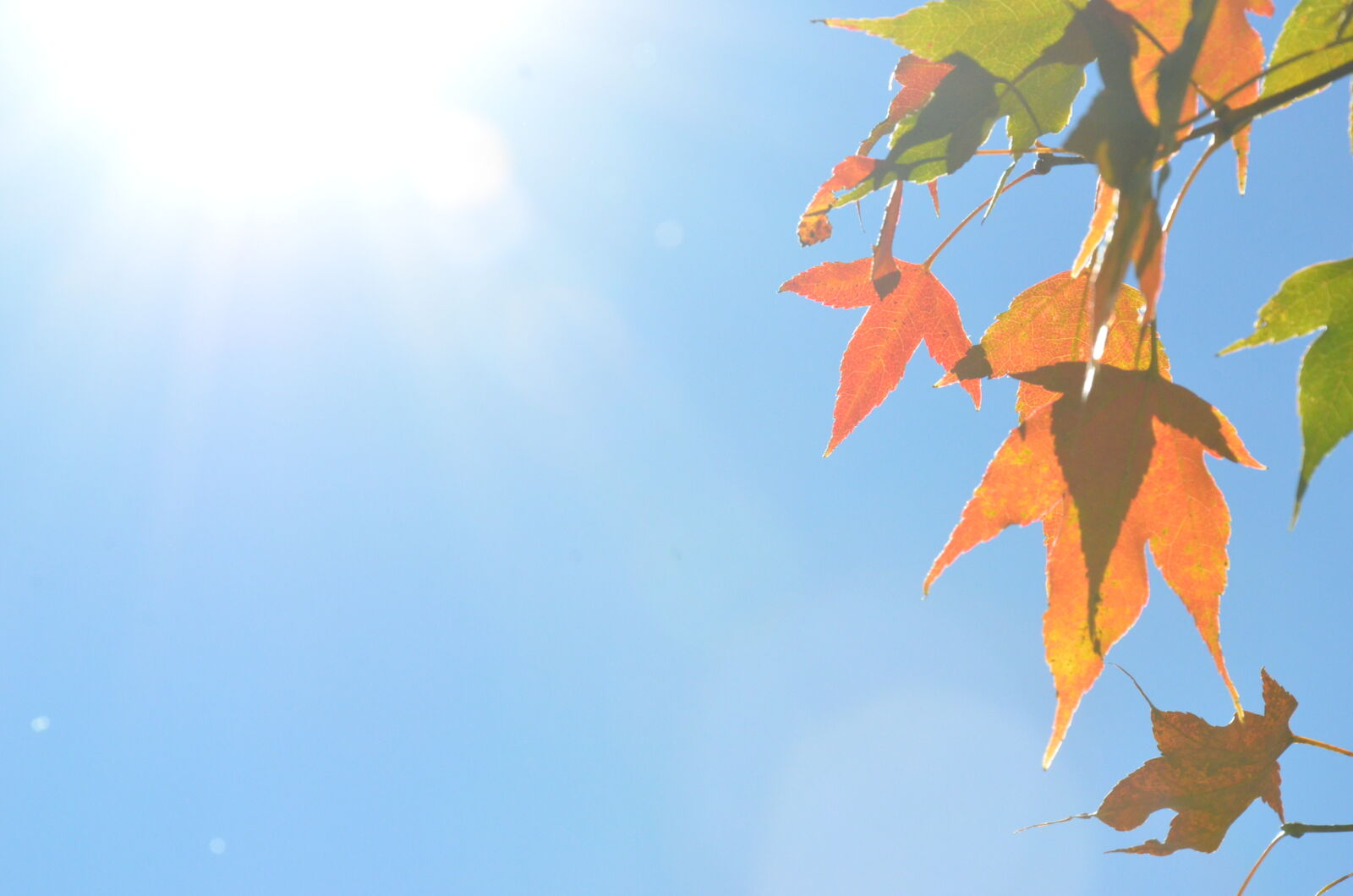 Nikon D7000 sample photo. Alternative, autumn, colours, blue photography