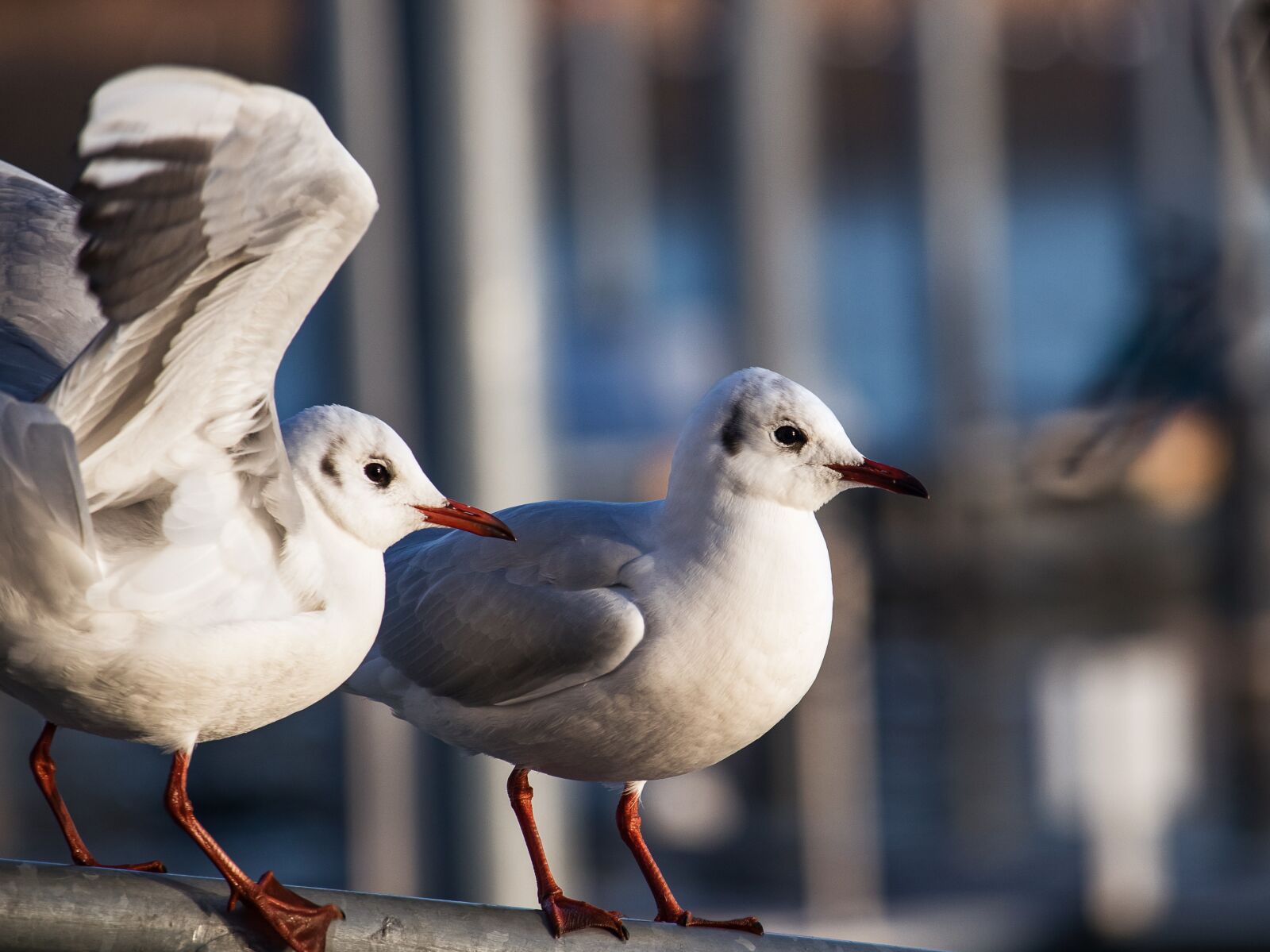 Canon EF-S 55-250mm F4-5.6 IS STM sample photo. Seagull, bird, animal photography