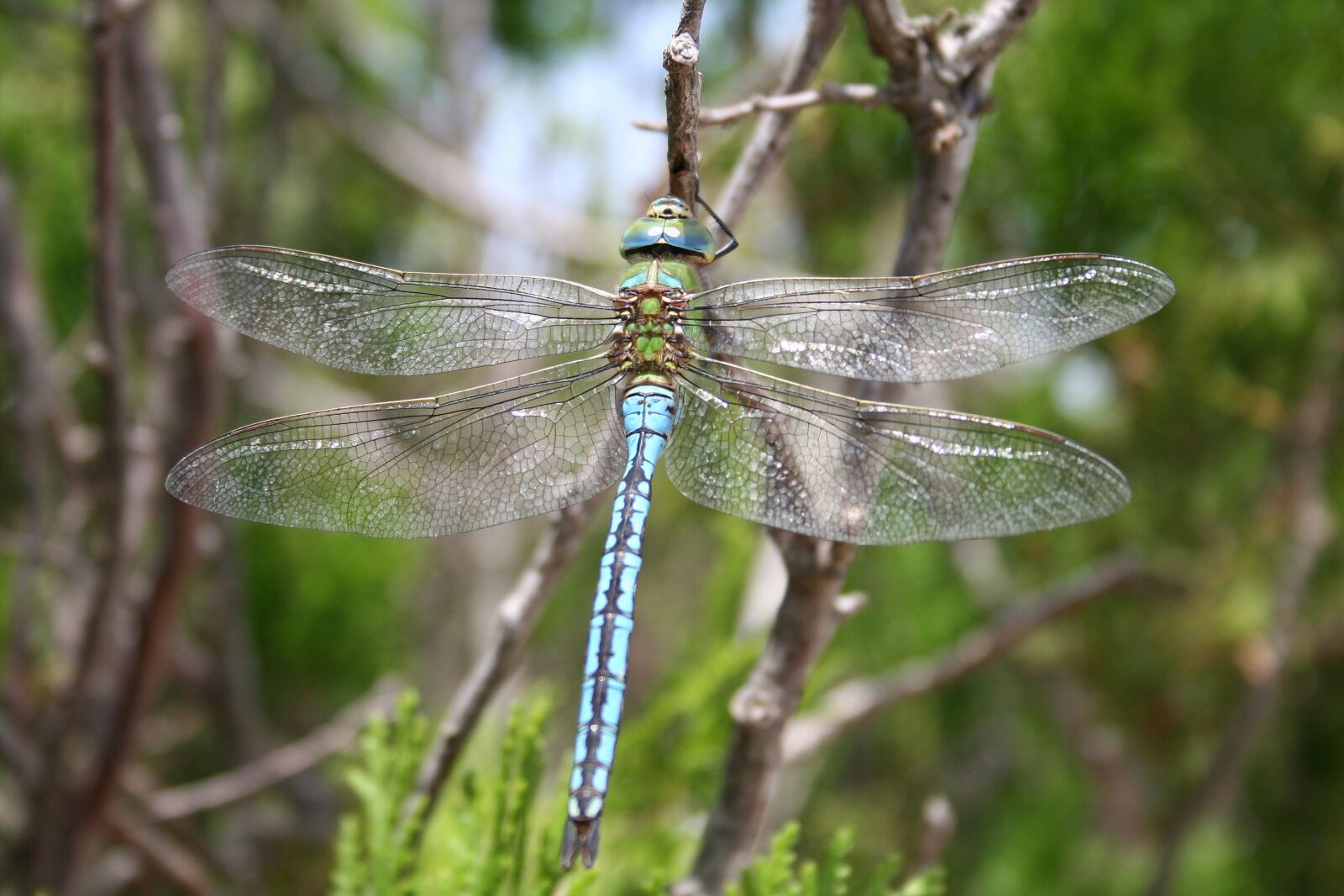 Canon EOS 350D (EOS Digital Rebel XT / EOS Kiss Digital N) sample photo. Dragonfly, insect, wand dragonfly photography