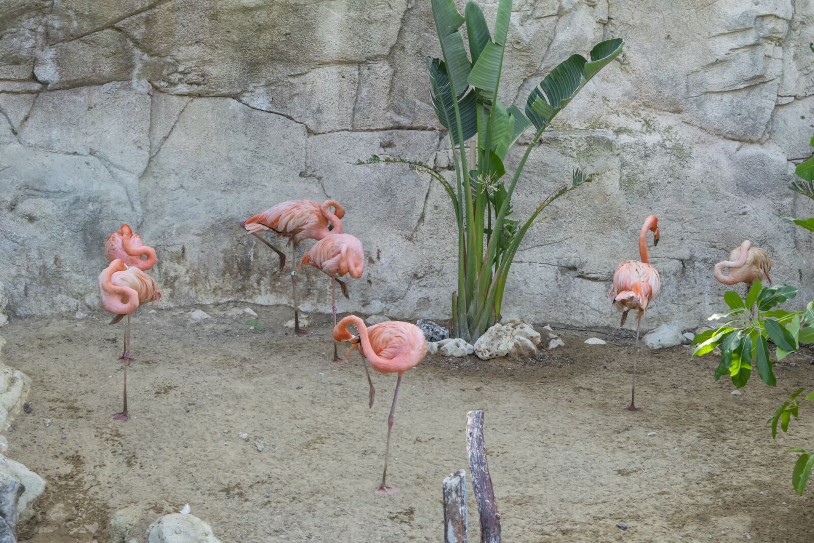 Nikon D3300 sample photo. Flamenco, rosa, ave photography