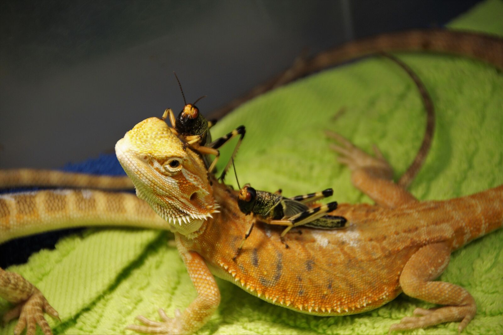 Sony SLT-A58 sample photo. Lizard, agama, vivarium photography