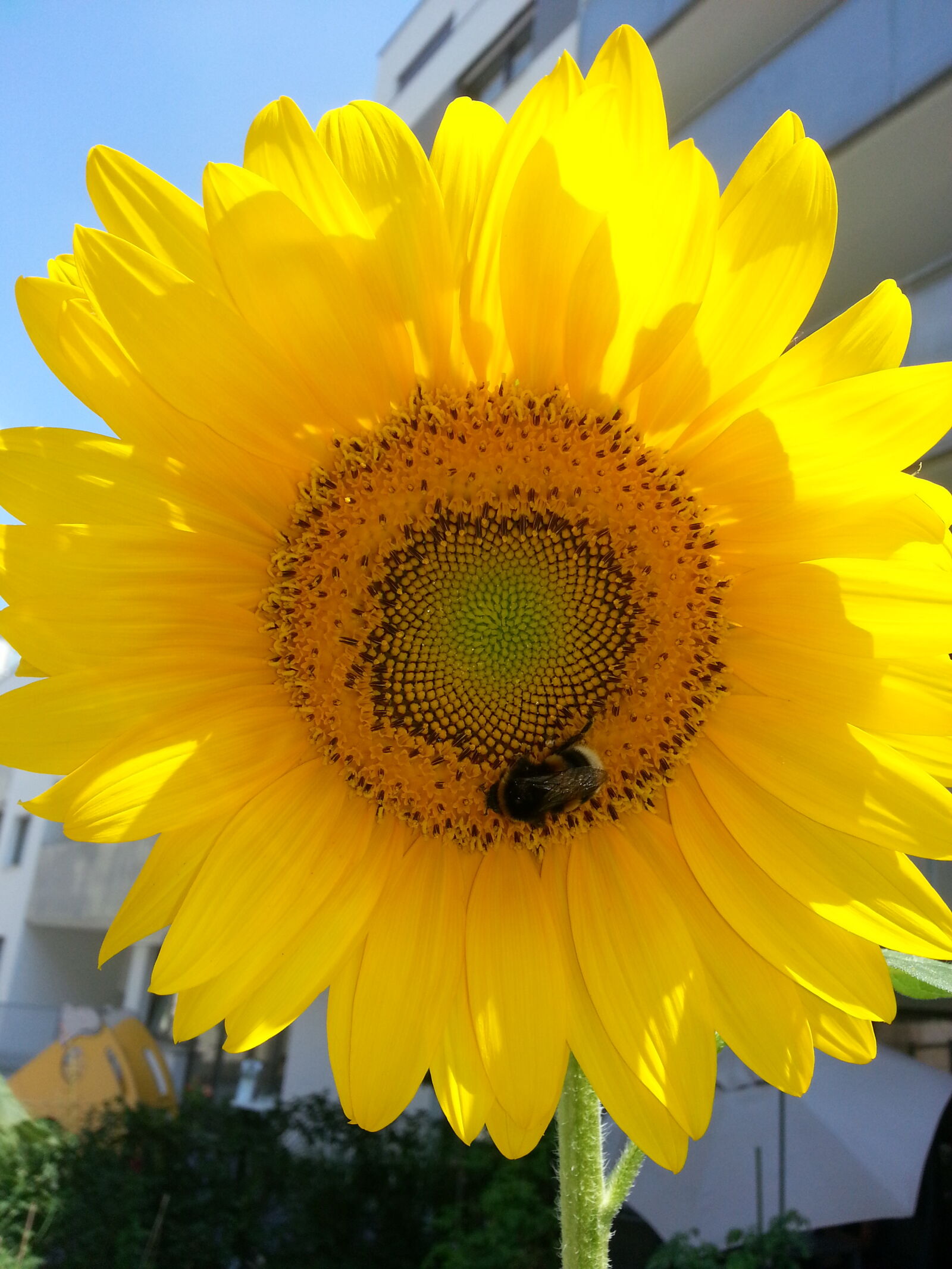 Samsung Galaxy S3 sample photo. Sunflower photography