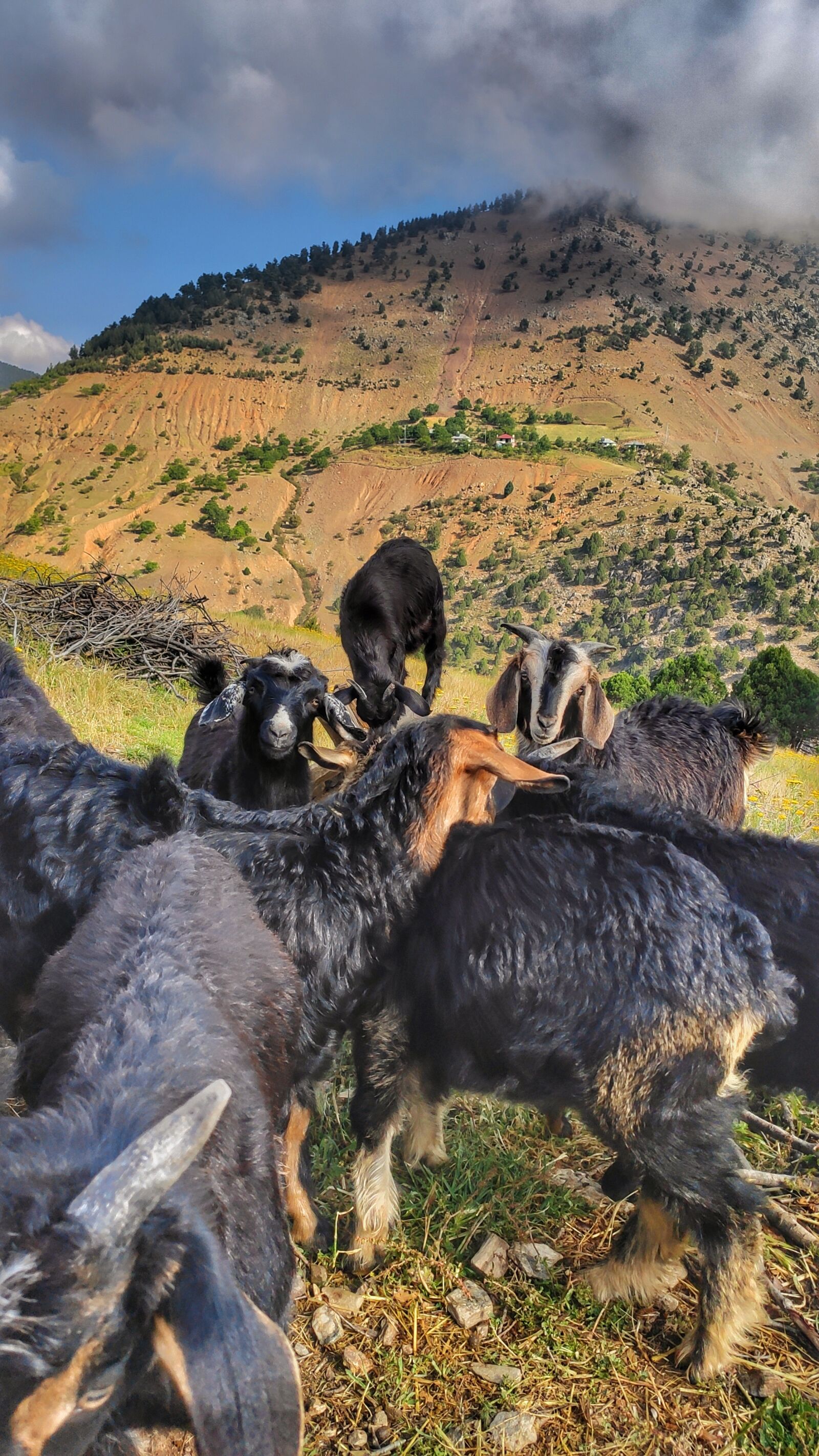 Xiaomi Mi 9 SE sample photo. Animals, nature, goat photography