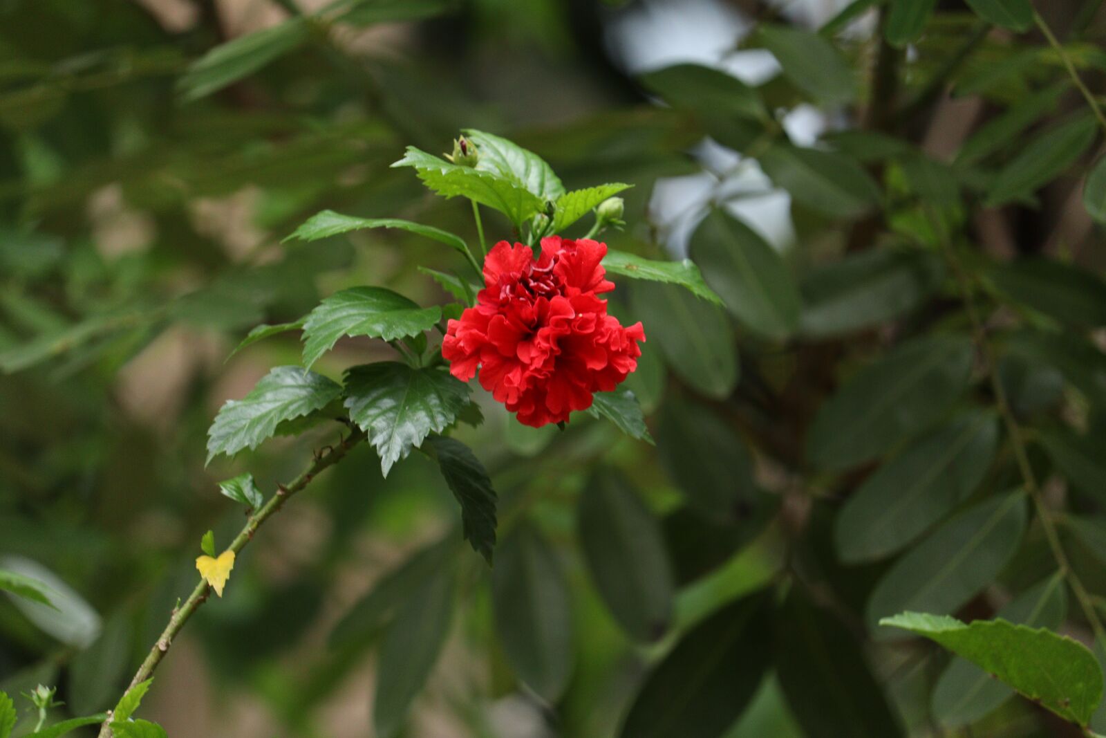 Canon EOS 250D (EOS Rebel SL3 / EOS Kiss X10 / EOS 200D II) sample photo. Flower, red, nature photography