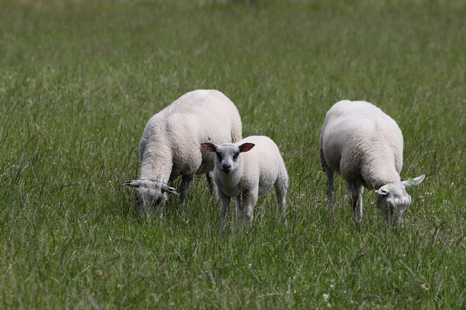 Canon EOS 6D Mark II sample photo. Sheep, lamb, farm photography