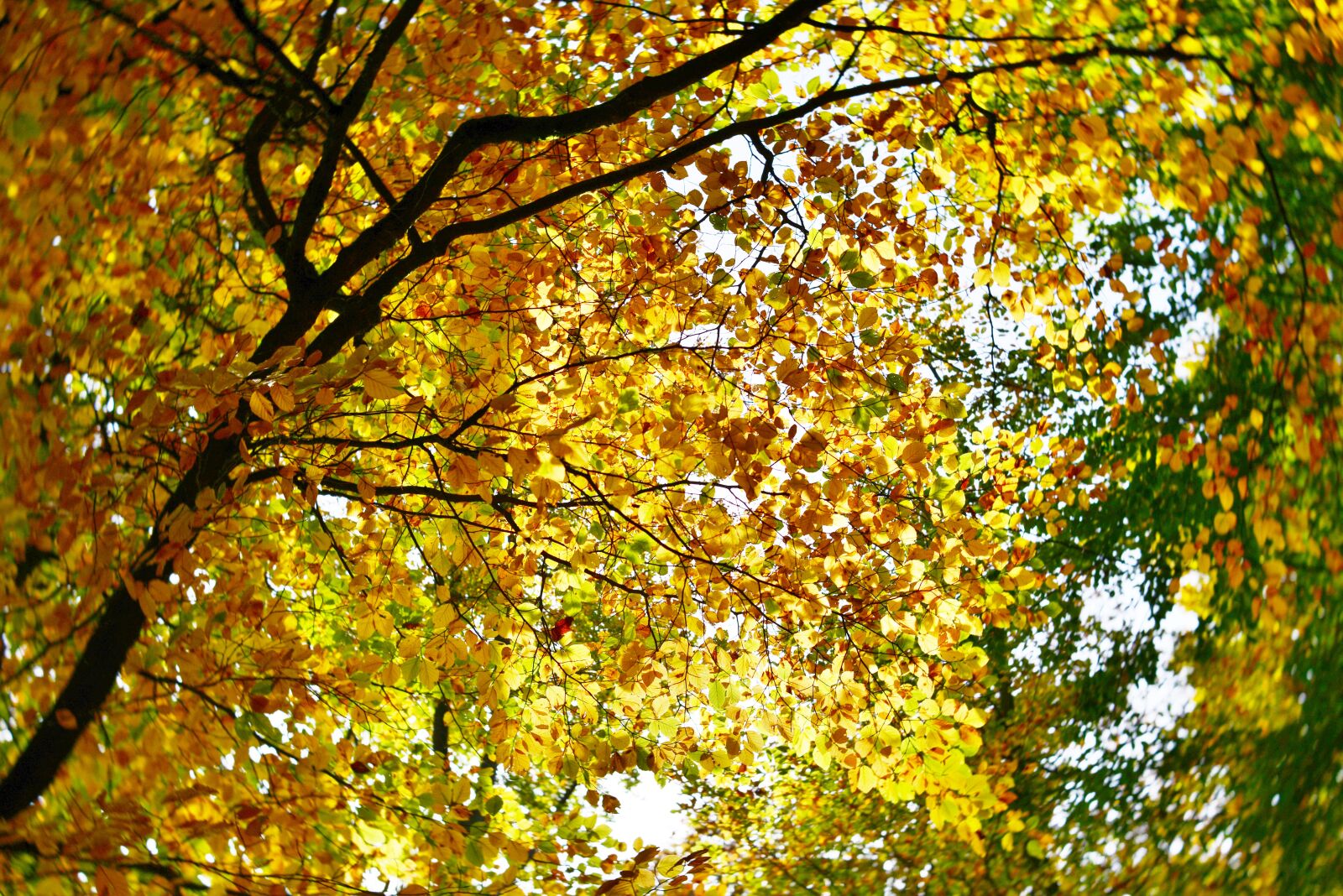 Nikon D600 sample photo. Autumn leaves, fall colors photography