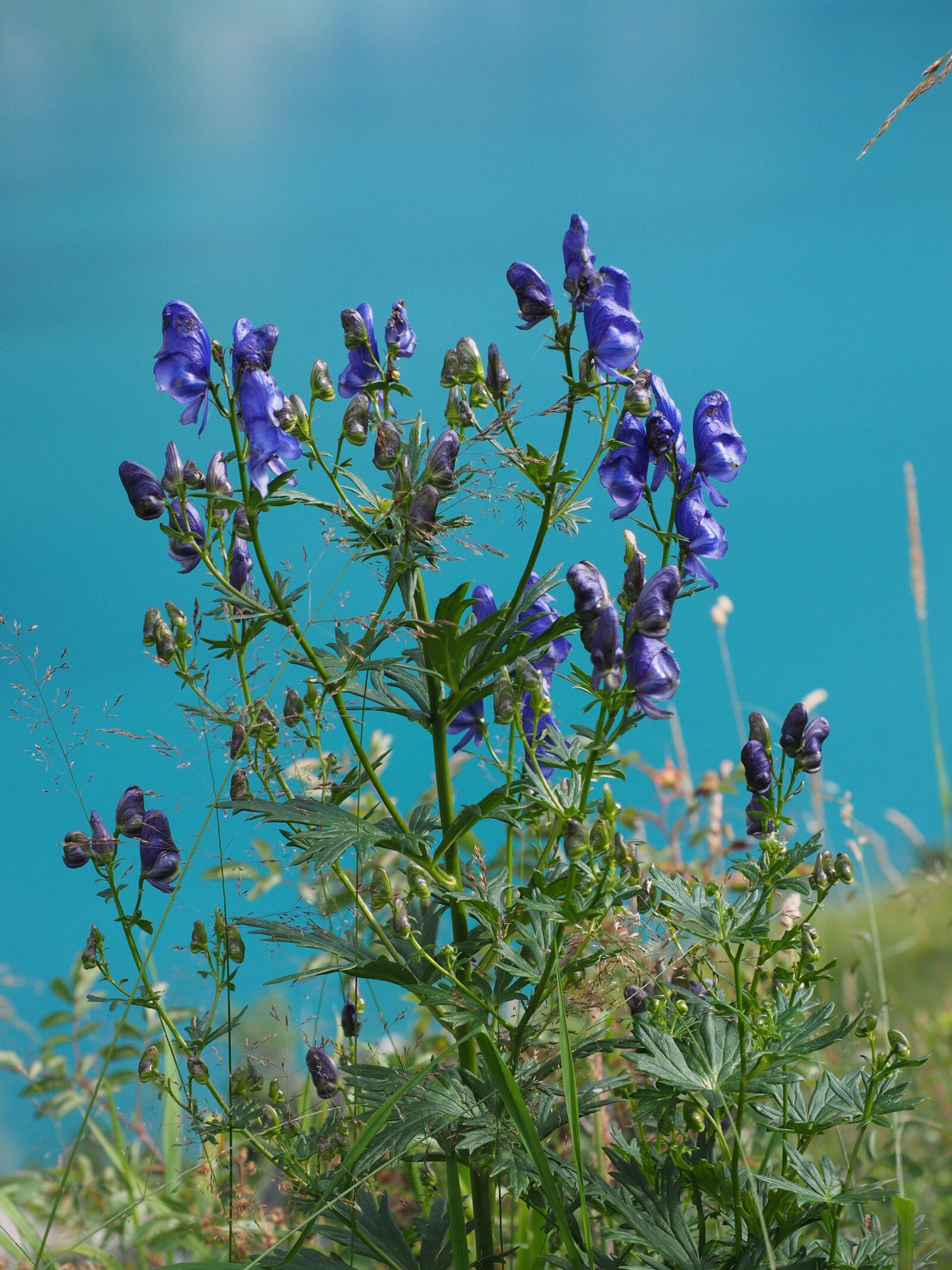 Olympus OM-D E-M1 + Olympus M.Zuiko Digital ED 12-40mm F2.8 Pro sample photo. Monkshood, blue, dark purple photography