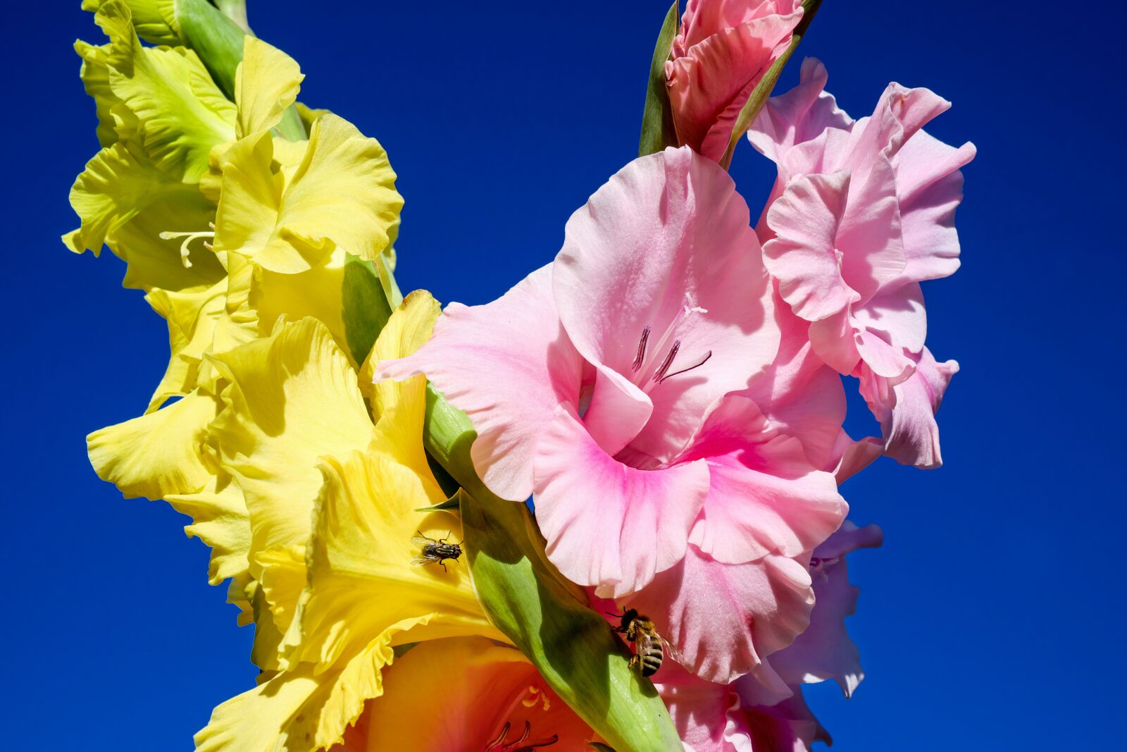 Fujifilm X-T10 + Fujifilm XF 35mm F1.4 R sample photo. Gladiolus, flowers, bloom photography