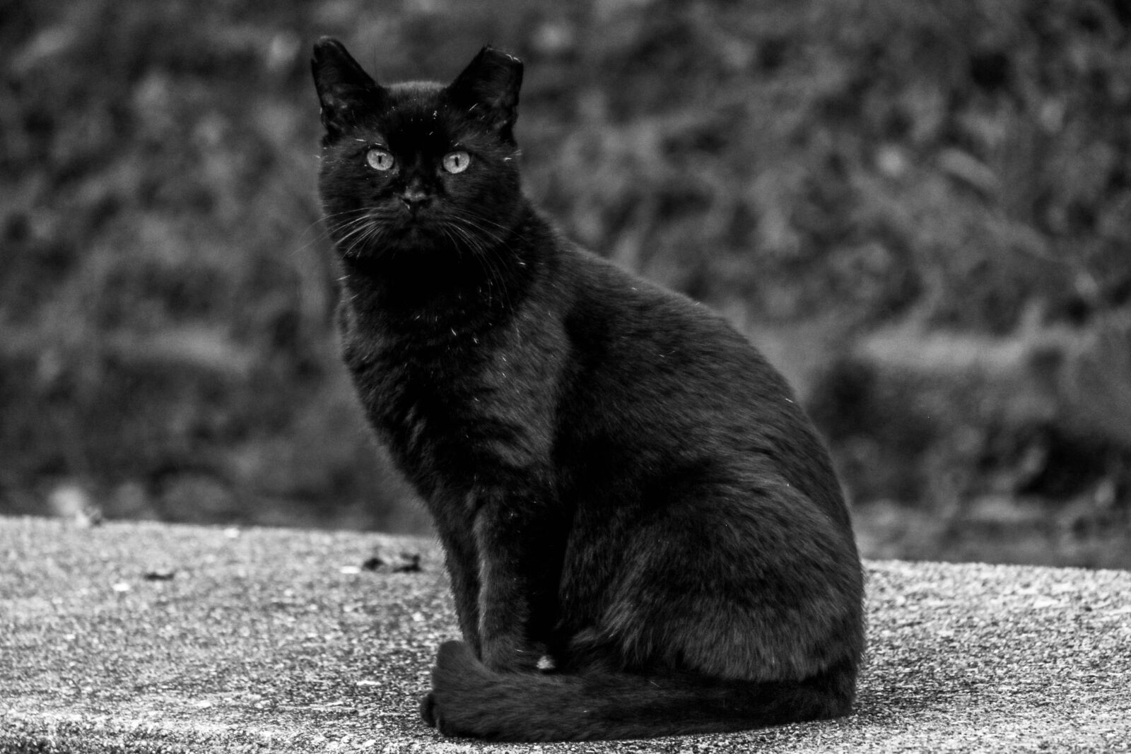 Canon EF-S 55-250mm F4-5.6 IS STM sample photo. Black, cat, pet photography