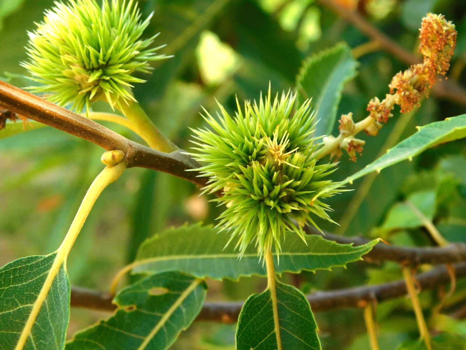 Nikon Coolpix B500 sample photo. Chestnut, summer, nature photography